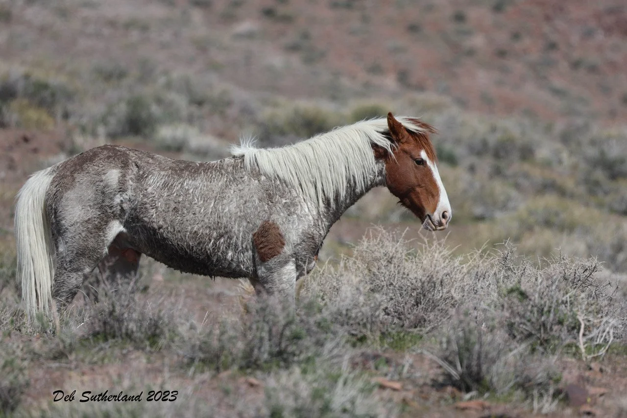 007A0062 copy Cloud Dancer and mud send.jpeg