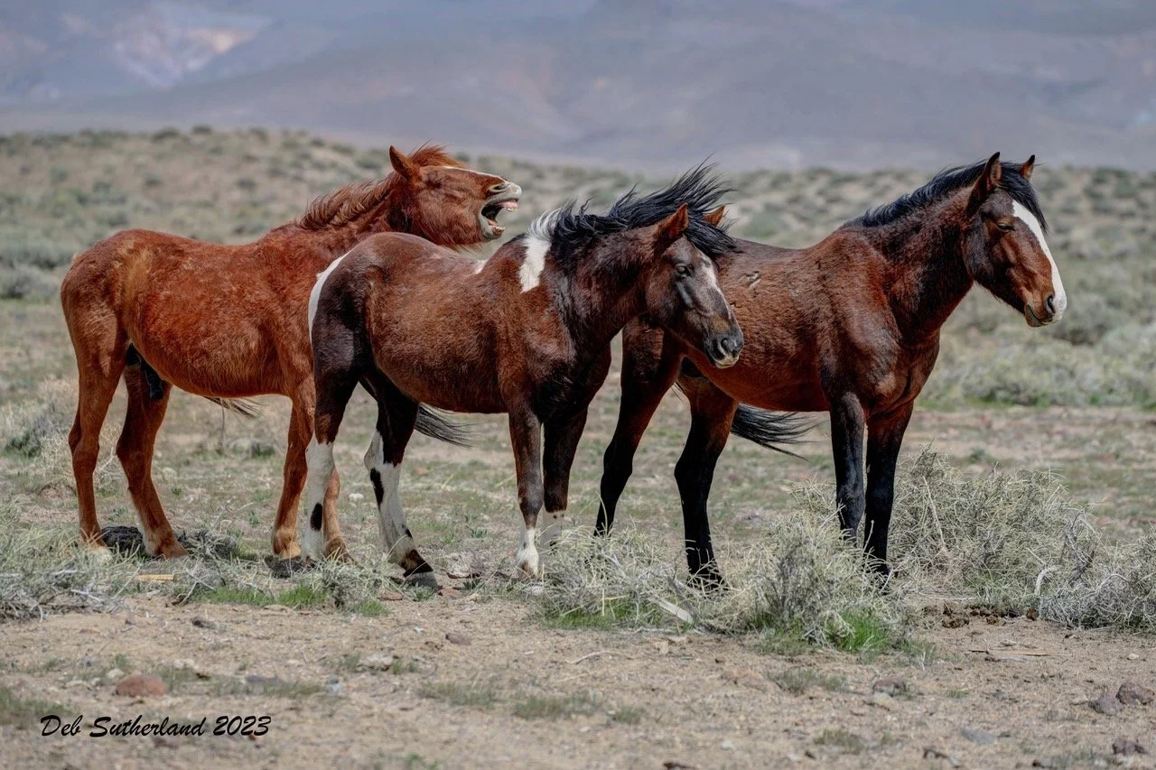 007A0551_-_-3_fused Waco Firecracker and Holden wind post.jpeg