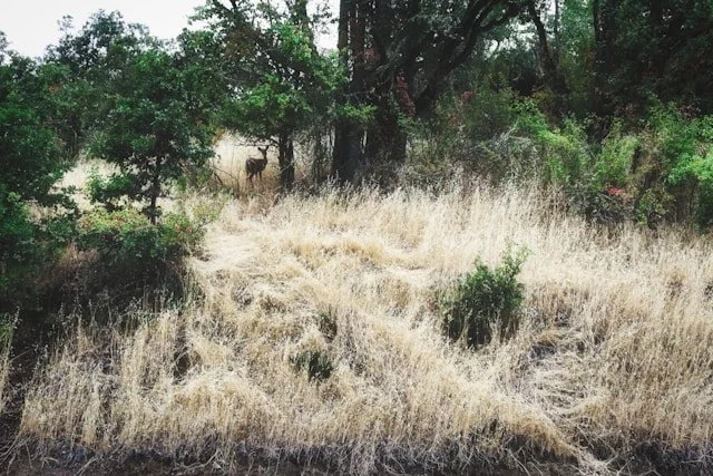 SCYMF Annual Sessions