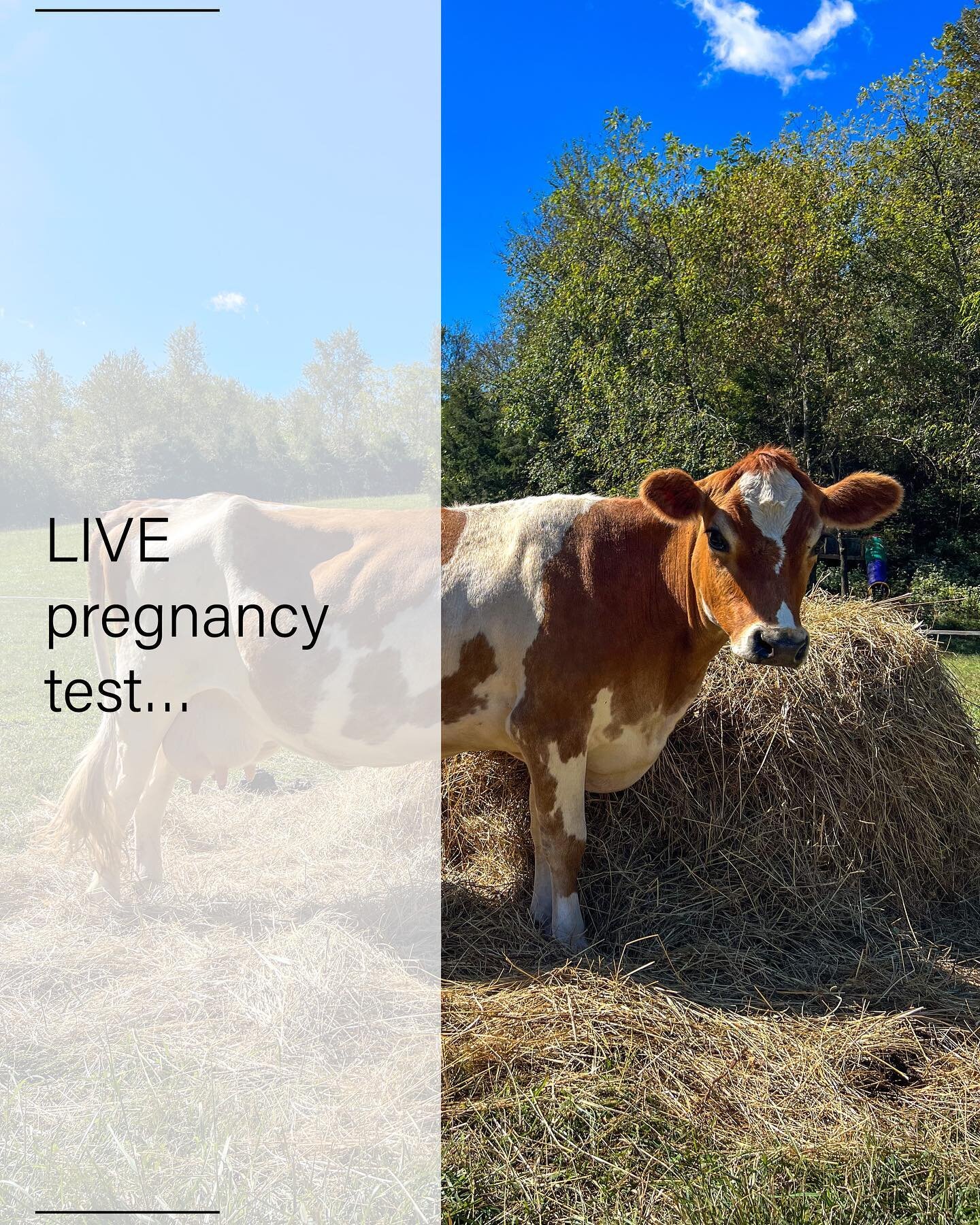 In case you missed it in the vlog&hellip;

Here is our LIVE reaction!

Answering your questions:

Yes you can milk a cow when she is pregnant but you stop a few months before she delivers.

We dried up buttercup before we left on our trip.

We got he