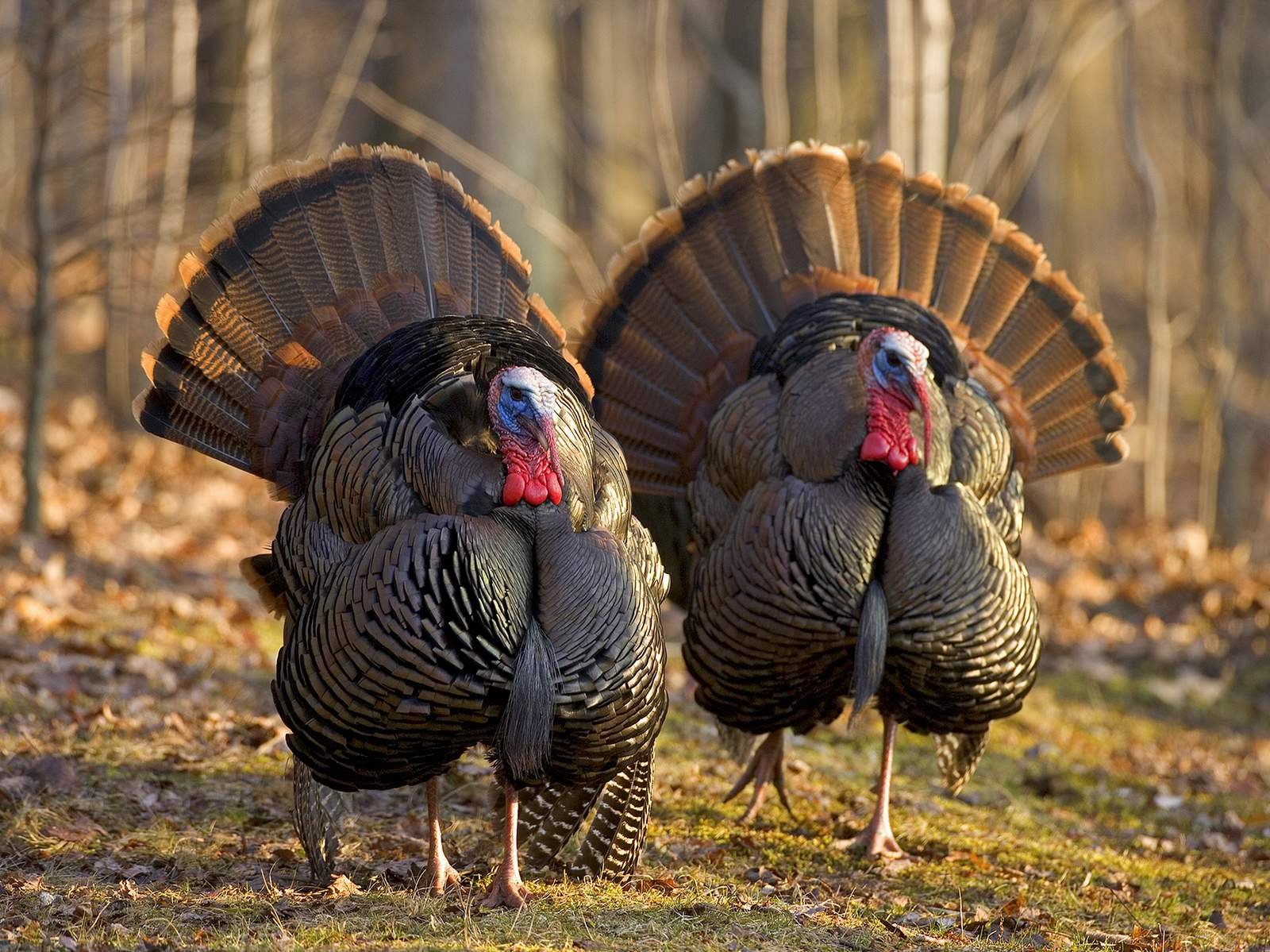 Wild-Turkeys_Read1.jpg