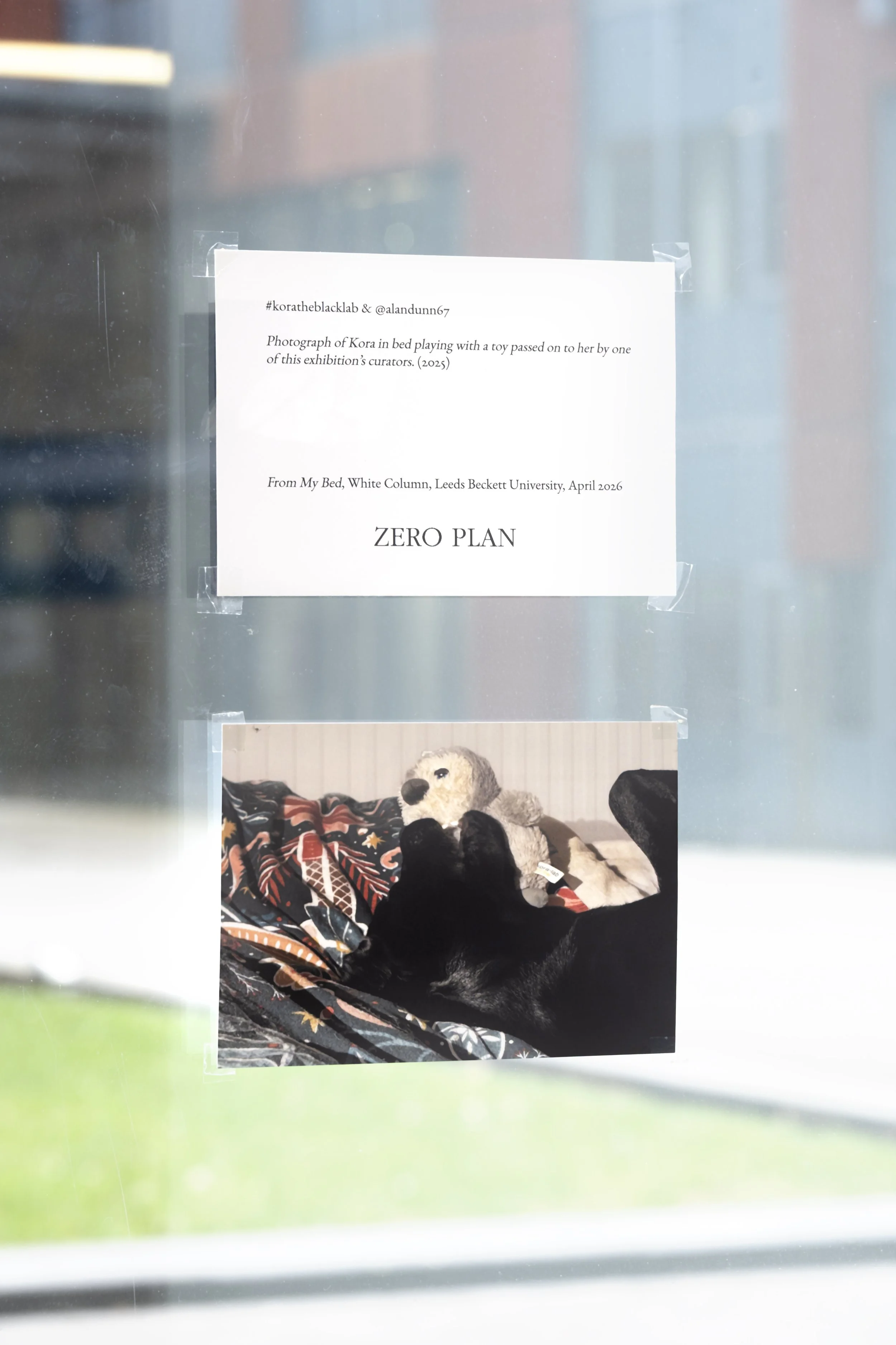 Alan Dunn & Kora the black Lab's artwork photographed against a window in the White Column space, of a postcard-sized photograph of the head and shoulders of Kora the black labrador dog laying on her back on a dark green and red Christmassy-looking d