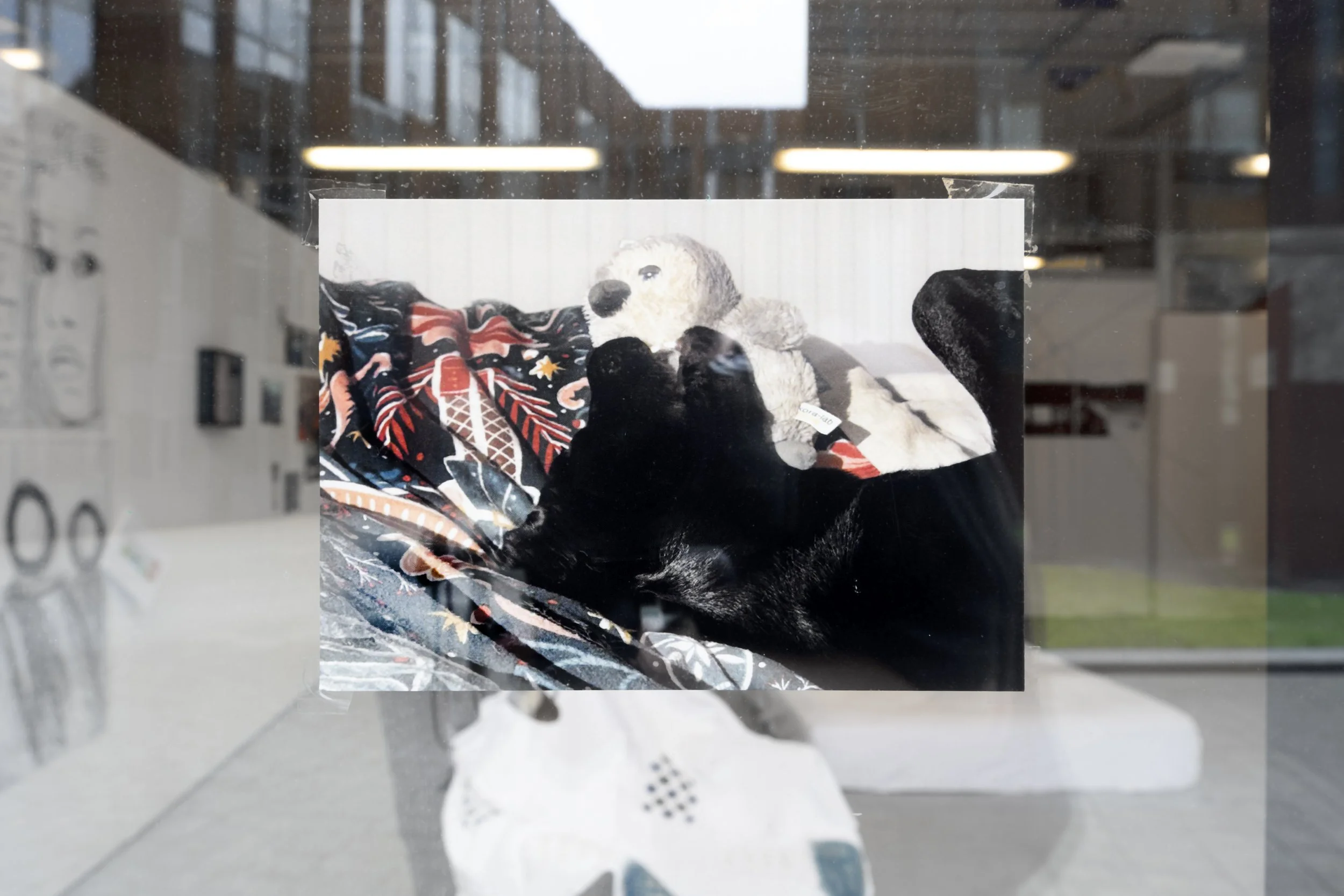 Alan Dunn & Kora the black Lab's front artwork photographed against a window in the White Column space, of a postcard-sized photograph of the head and shoulders of Kora the black labrador dog laying on her back on a dark green and red Christmassy-loo