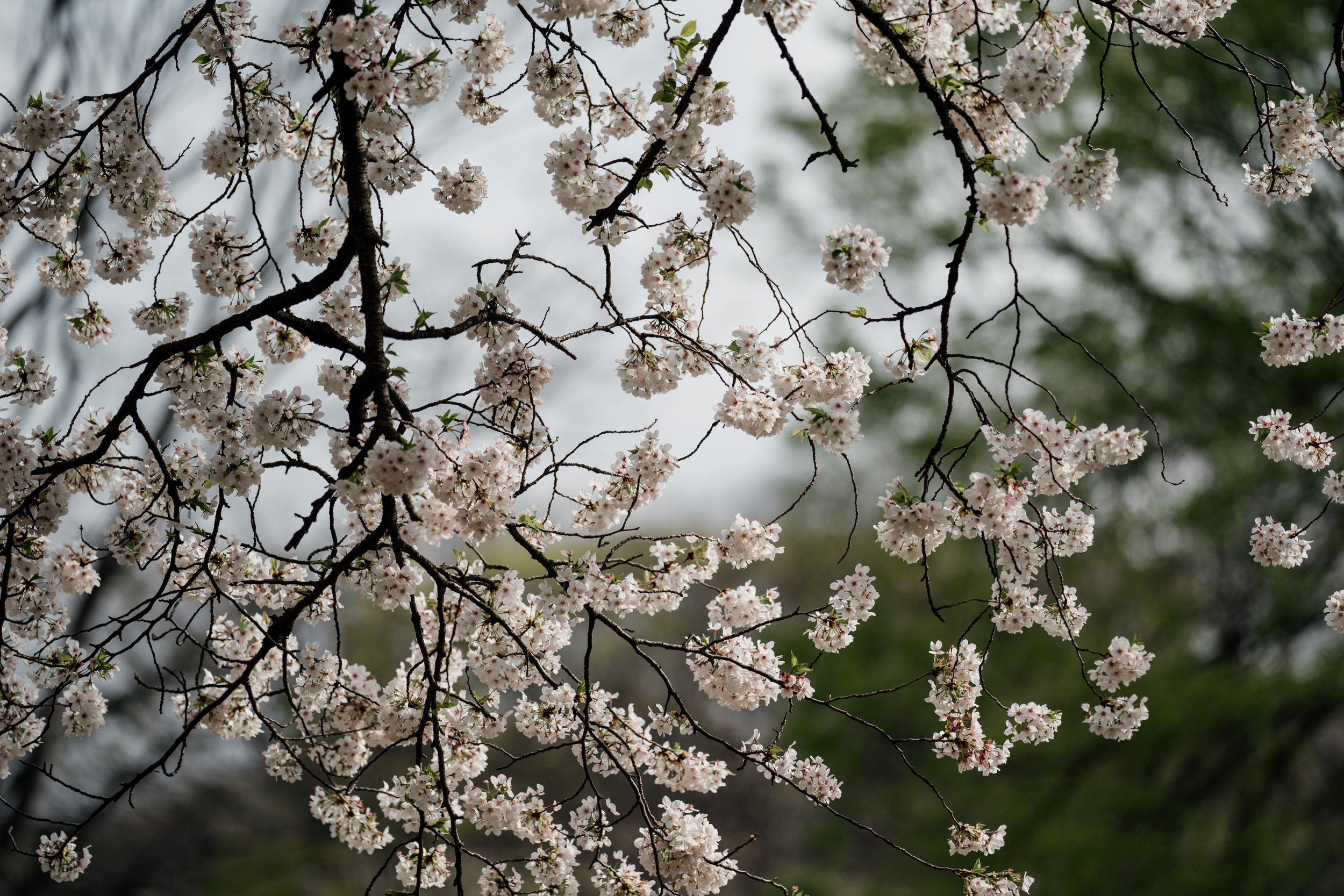 VAphotography - Tokyo proposal photograper - Japan engagement photography (2).jpg