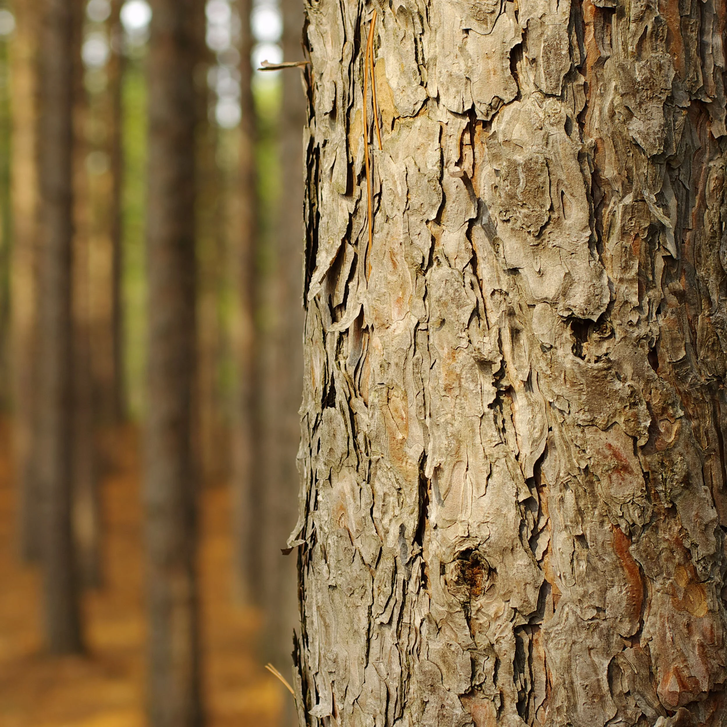 MINUTE: Seeing the Forest for the Trees