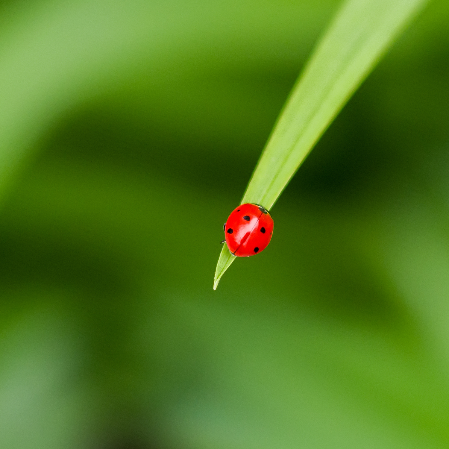 Lucky Blade of Grass