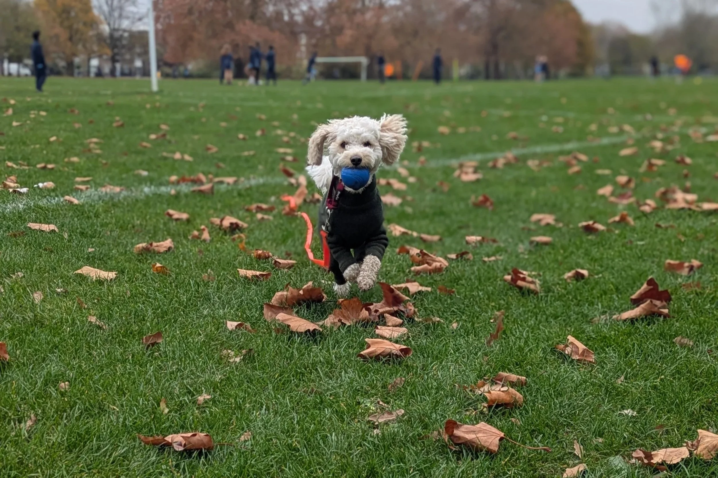 Teaching “Drop” Without a Fight