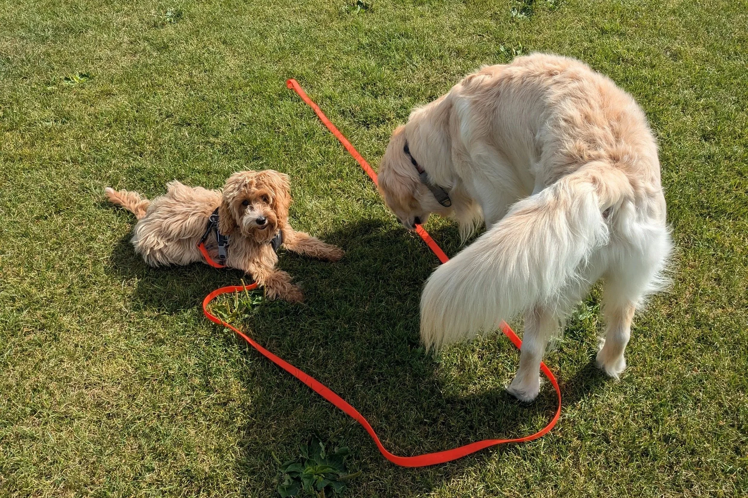 Puppy Socialisation: Building Confidence &amp; Calm from Day One