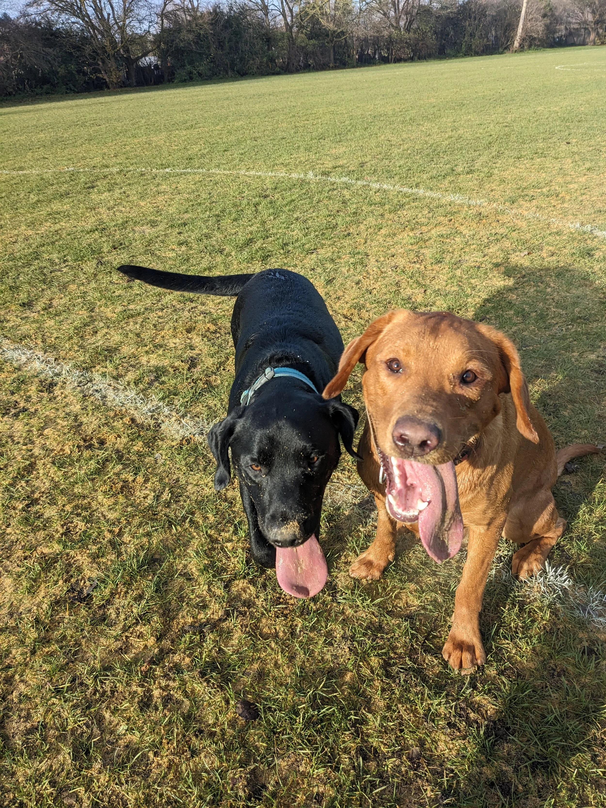 training-recall-command-clapham