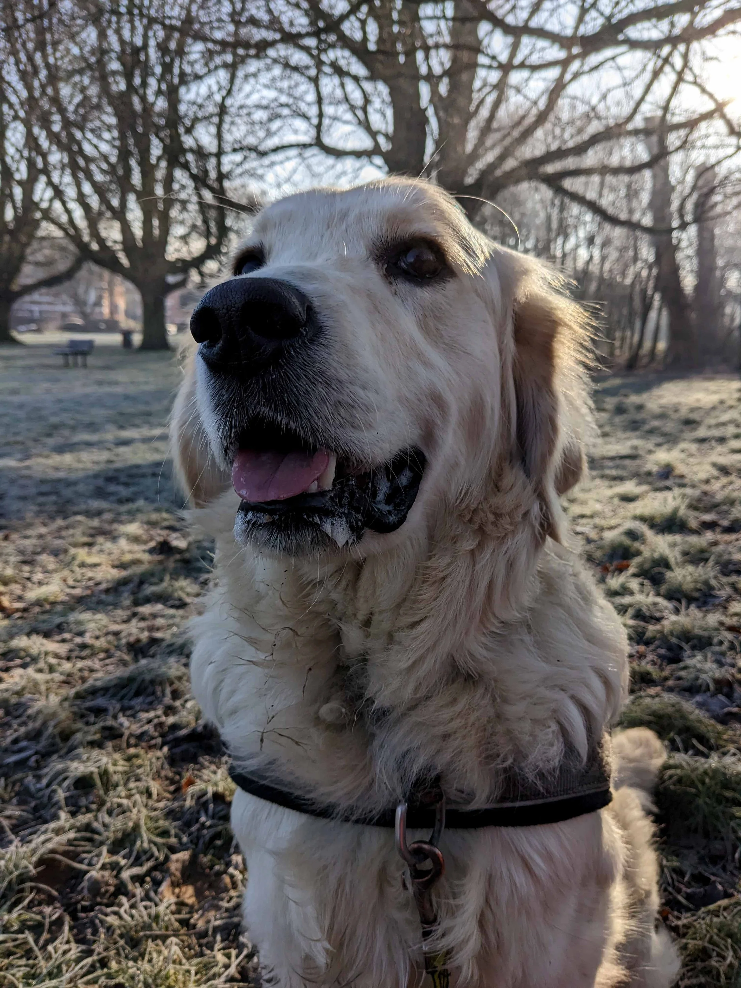 owner-and-dog-training-walk