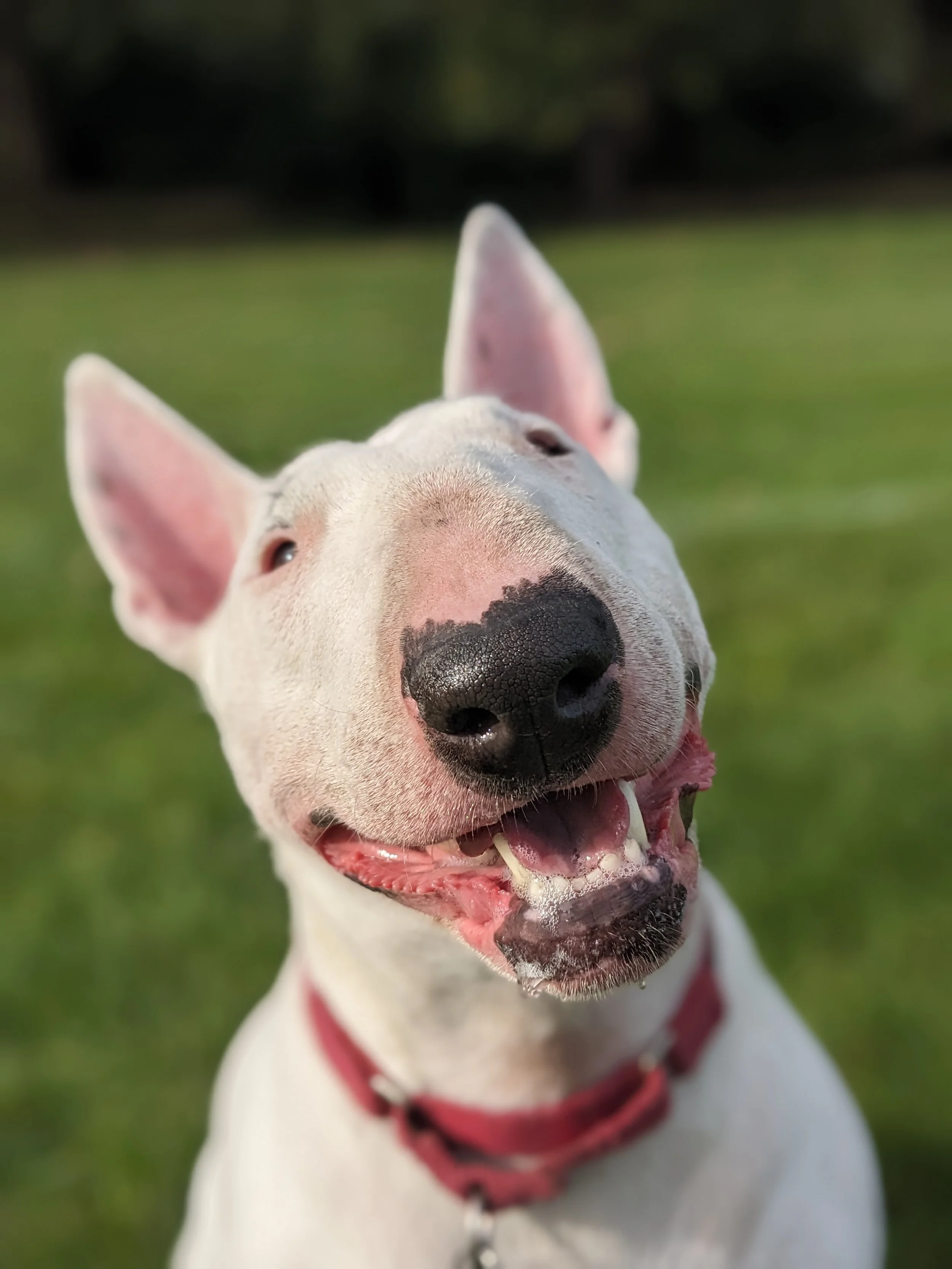 dog behaviour training clapham