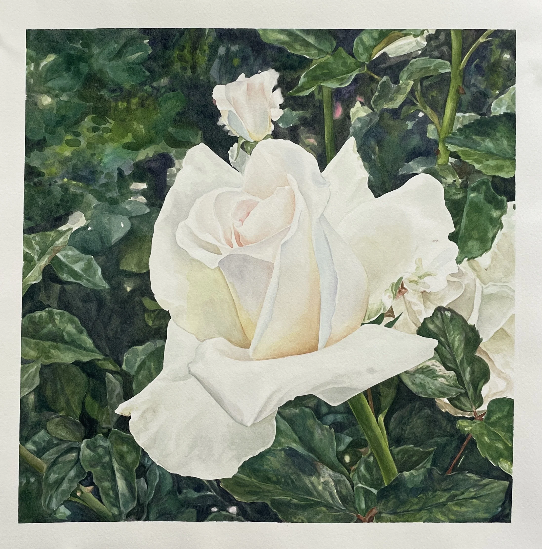 13" x 13" watercolor