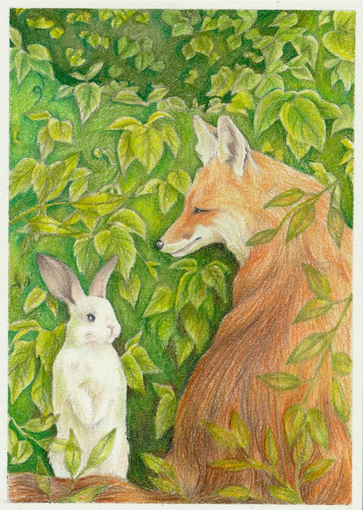 6" x 4" Colored pencil 