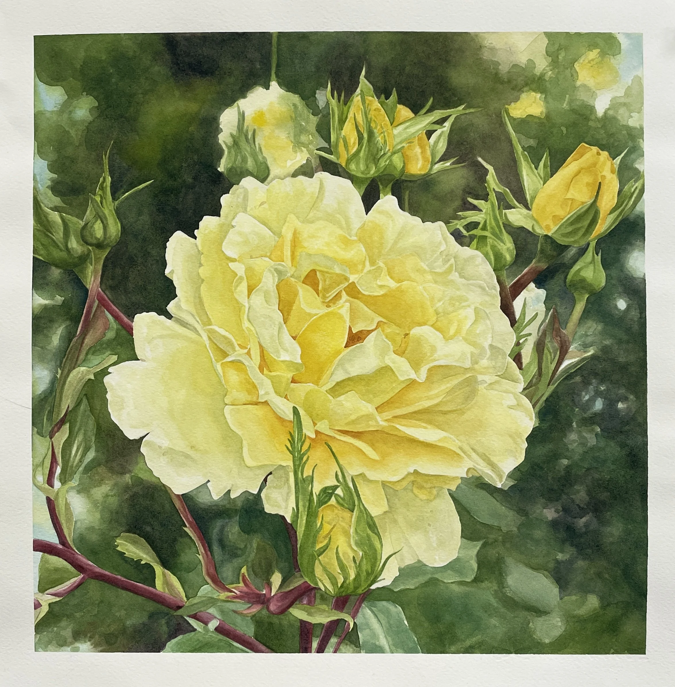 13" x 13" watercolor