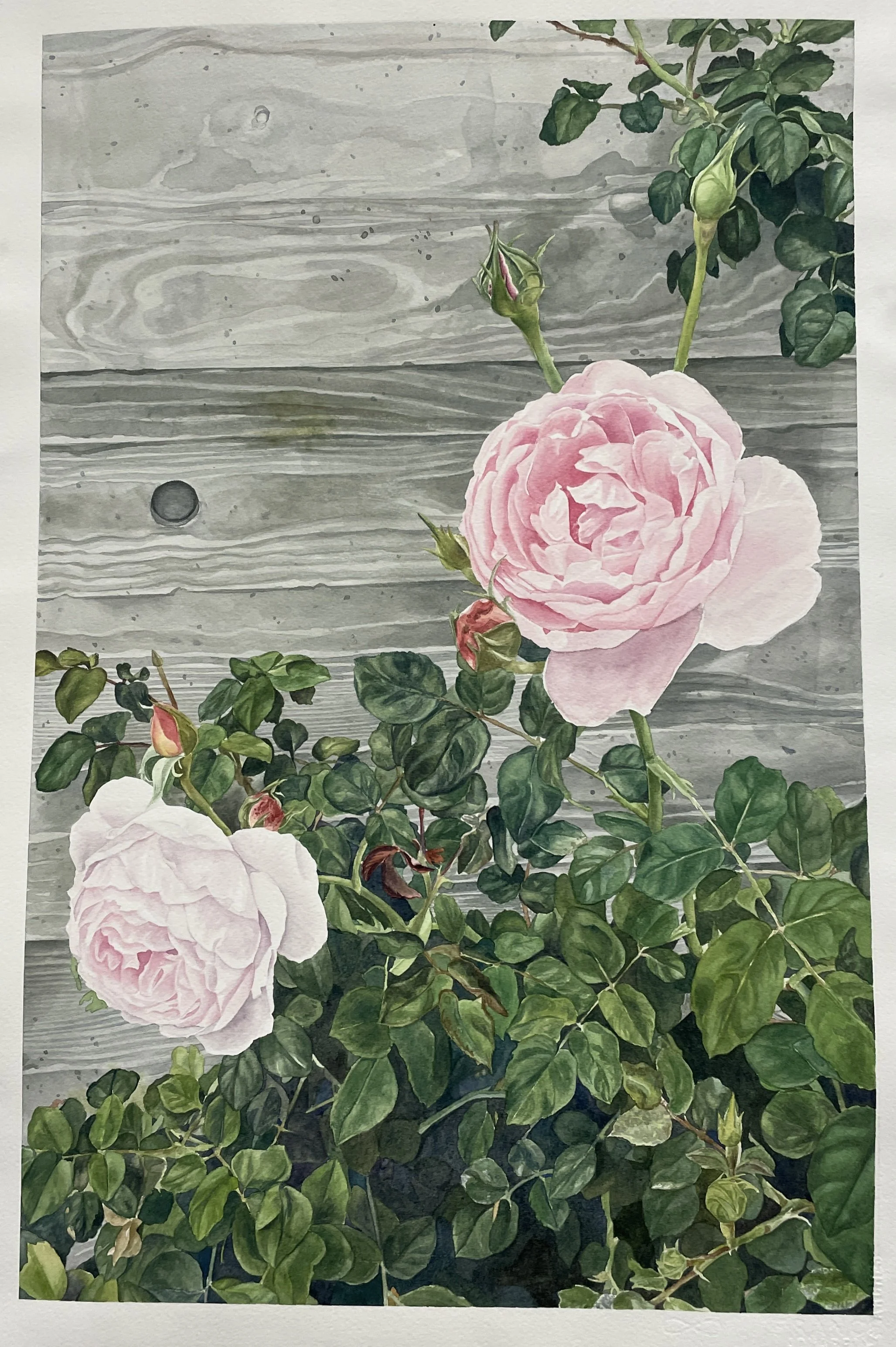 15" x 22" watercolor