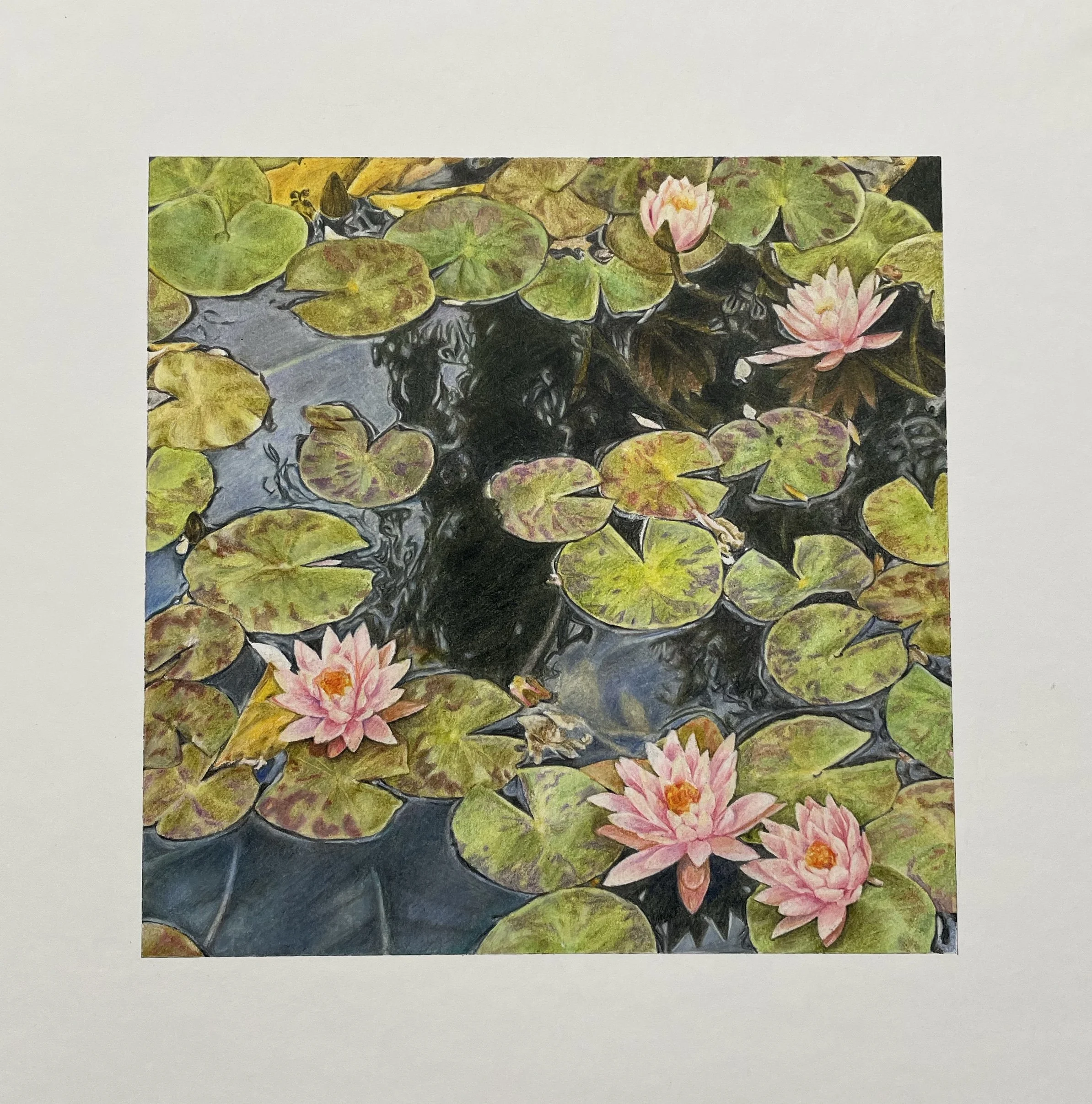 Photo reference was taken at the Huntington Library and garden. Prisma colored pencils on Bristol board.