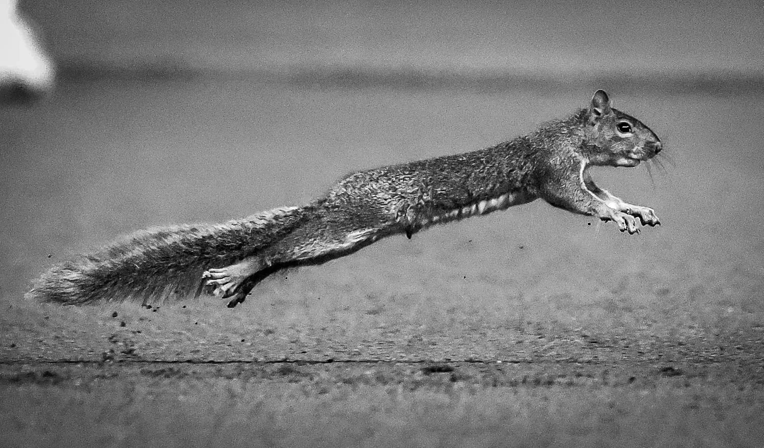 14 - Squirrel Takes the Mound - 16fce6df-9e8e-41bb-9277-c5d4b7cec857.jpg