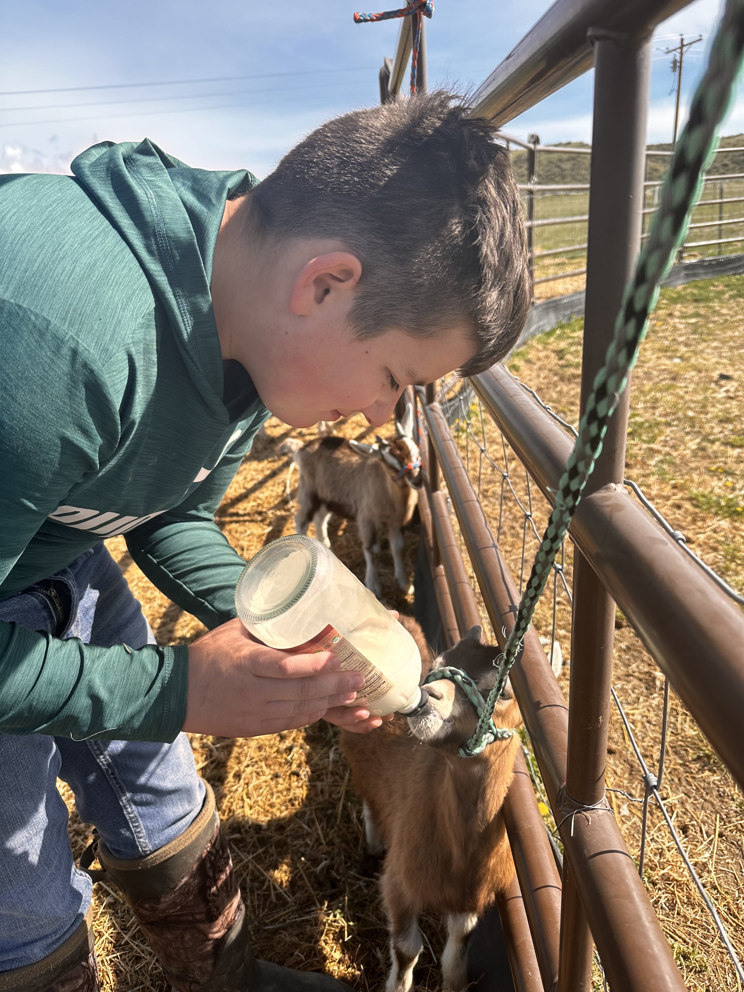 Fin bottle feeding his pack goats to build a bond