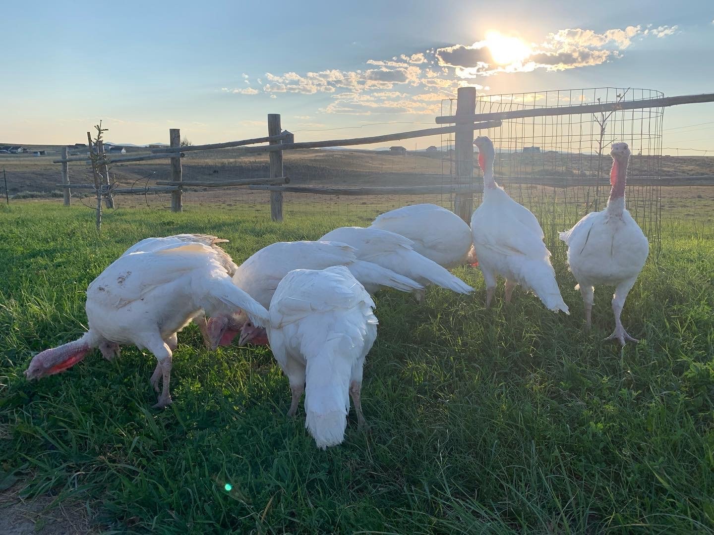 White Broad-Breasted Turkeys