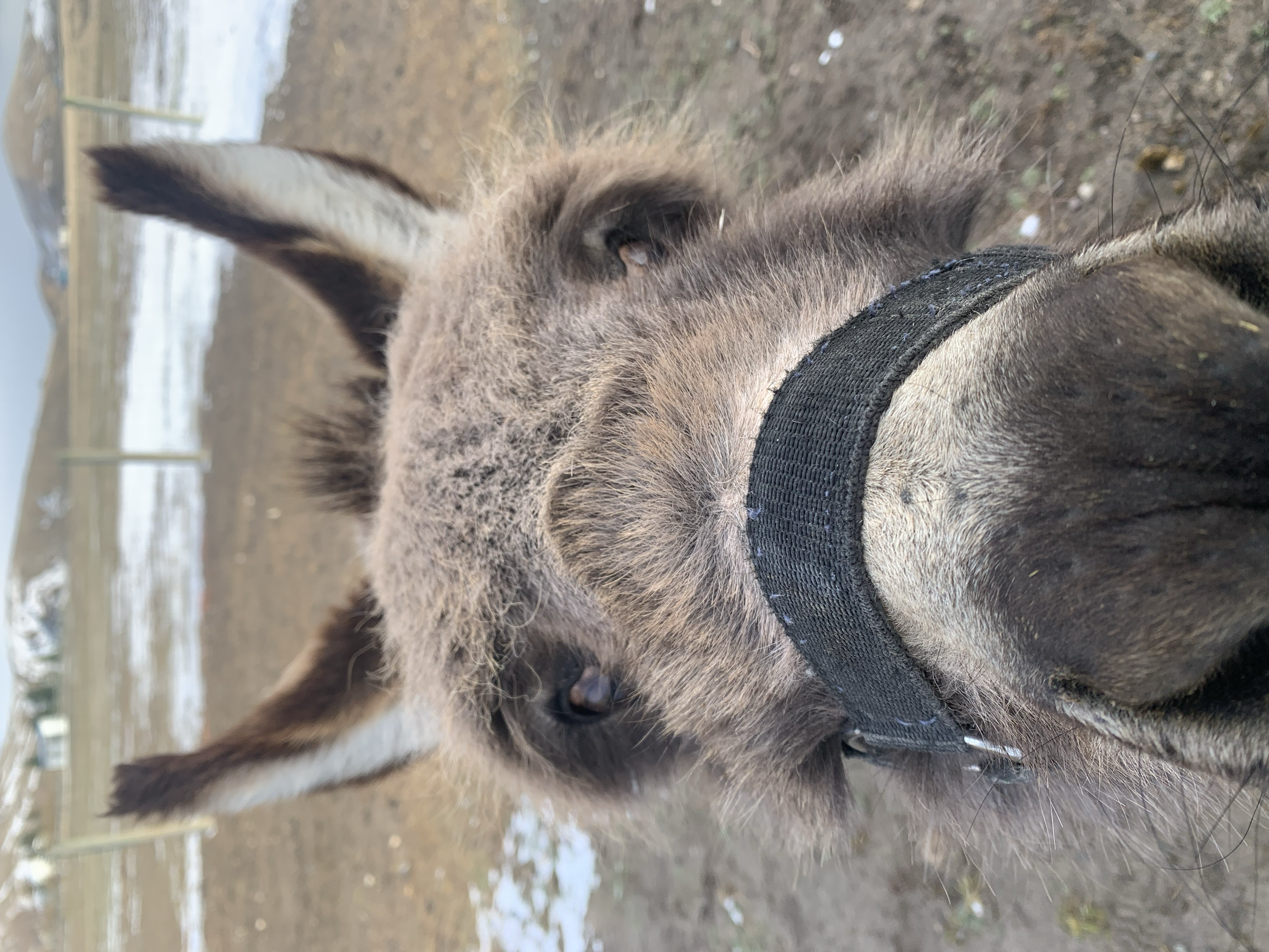 Josie the goat herd protector #minidonkey