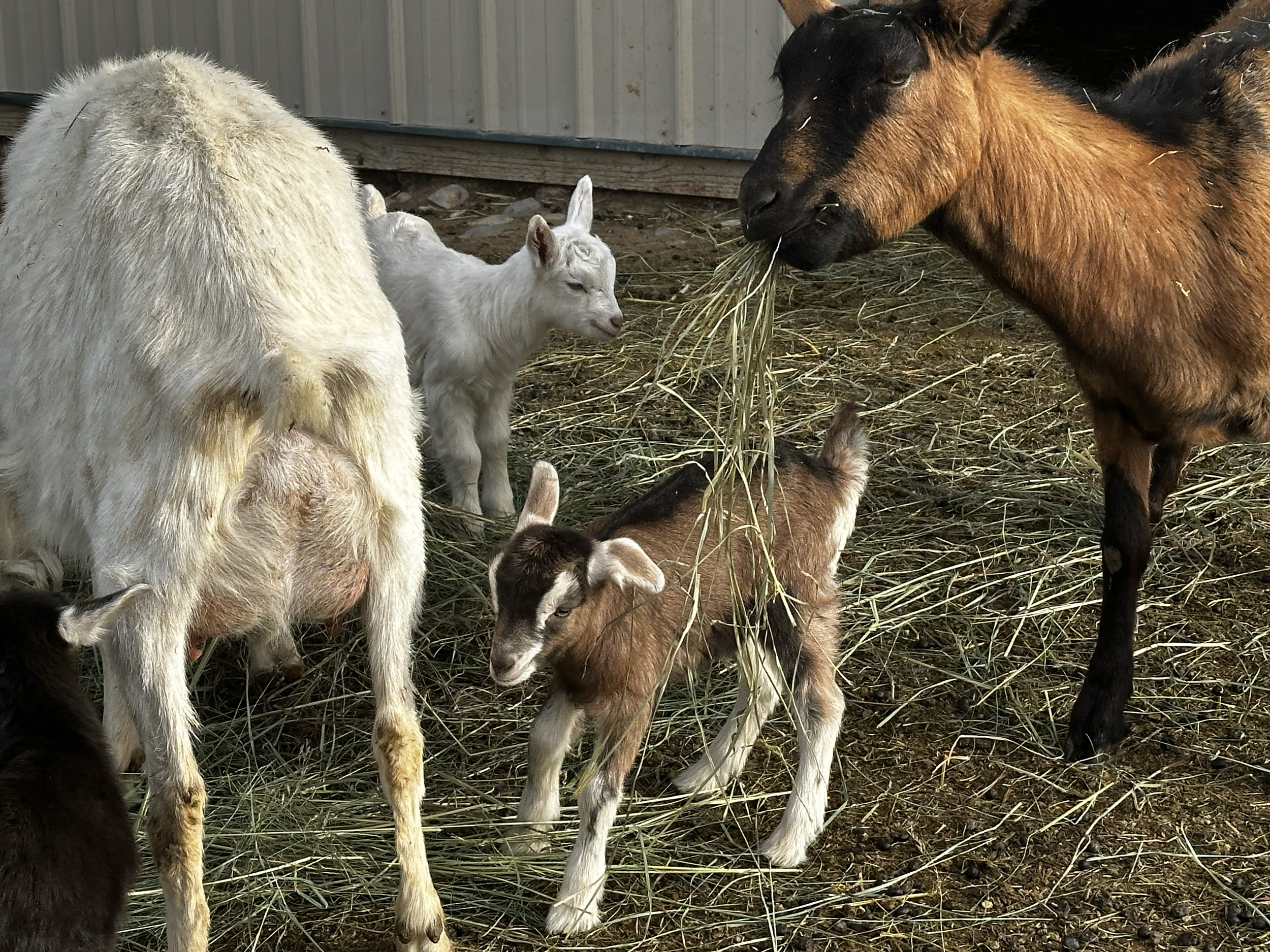 Dairy goat kidding season, Mud Springs Ranch