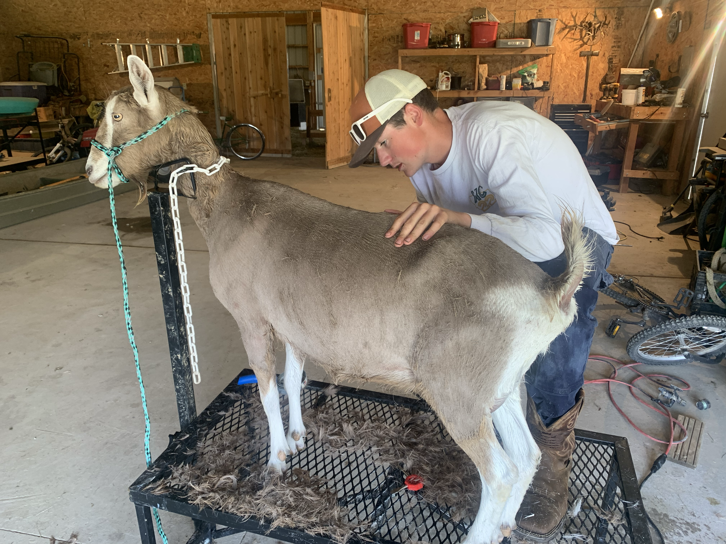 Toggenburgh getting clipped for fair #dairygoatsofmontana