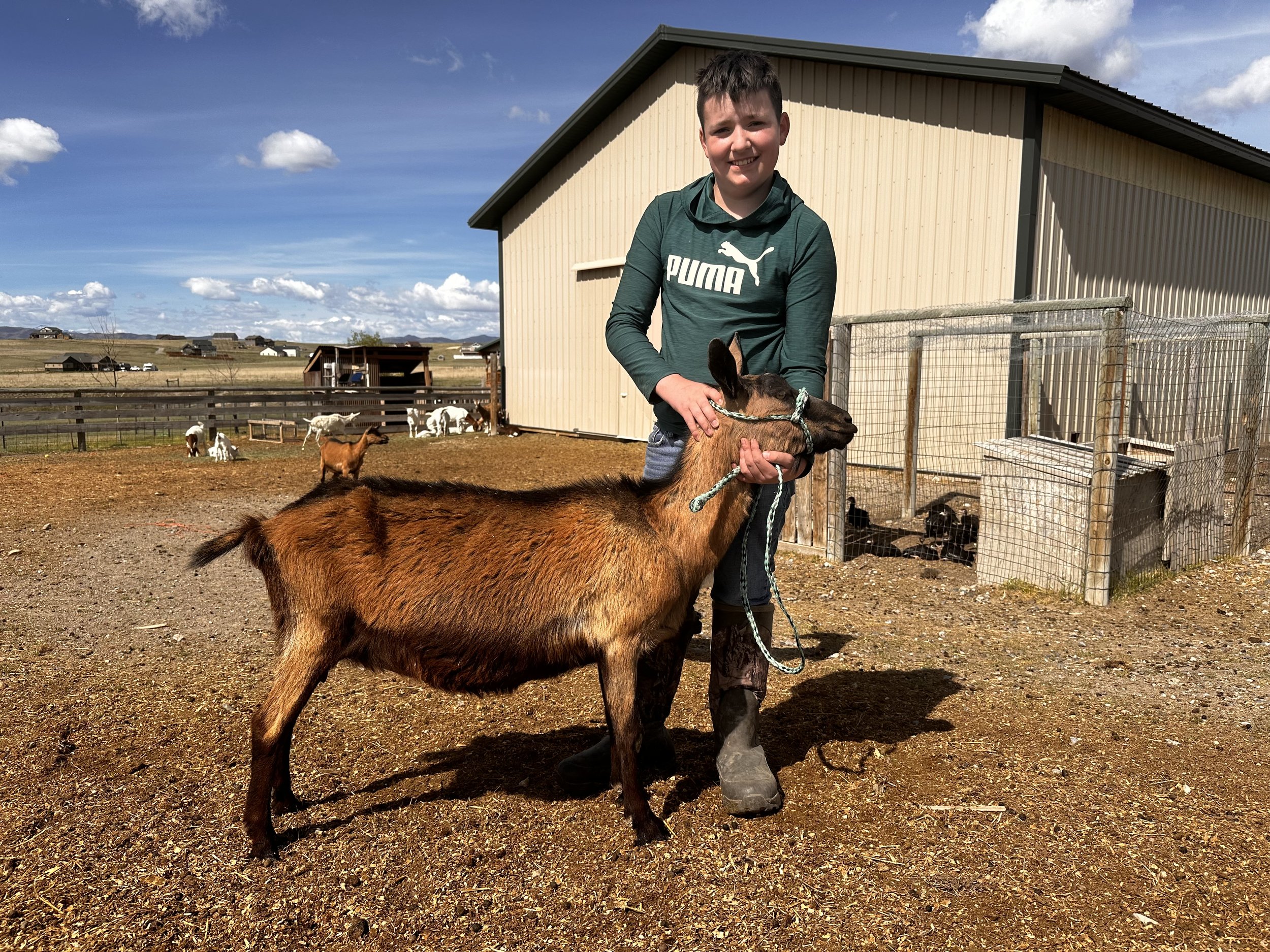 This is Raisin, an Oberhasli dairy goat