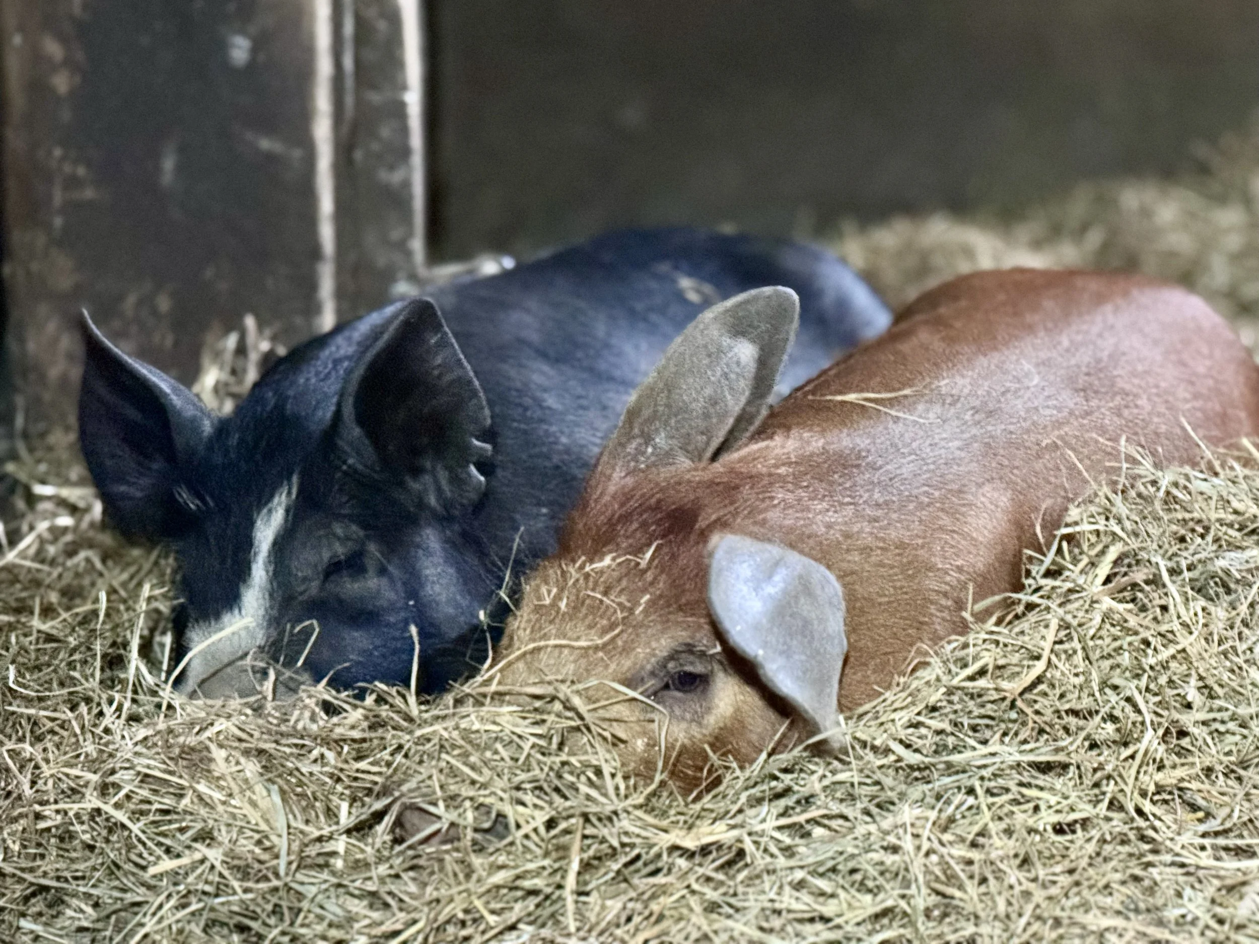 pasture raised piglets berkshire pigs in new hampshire