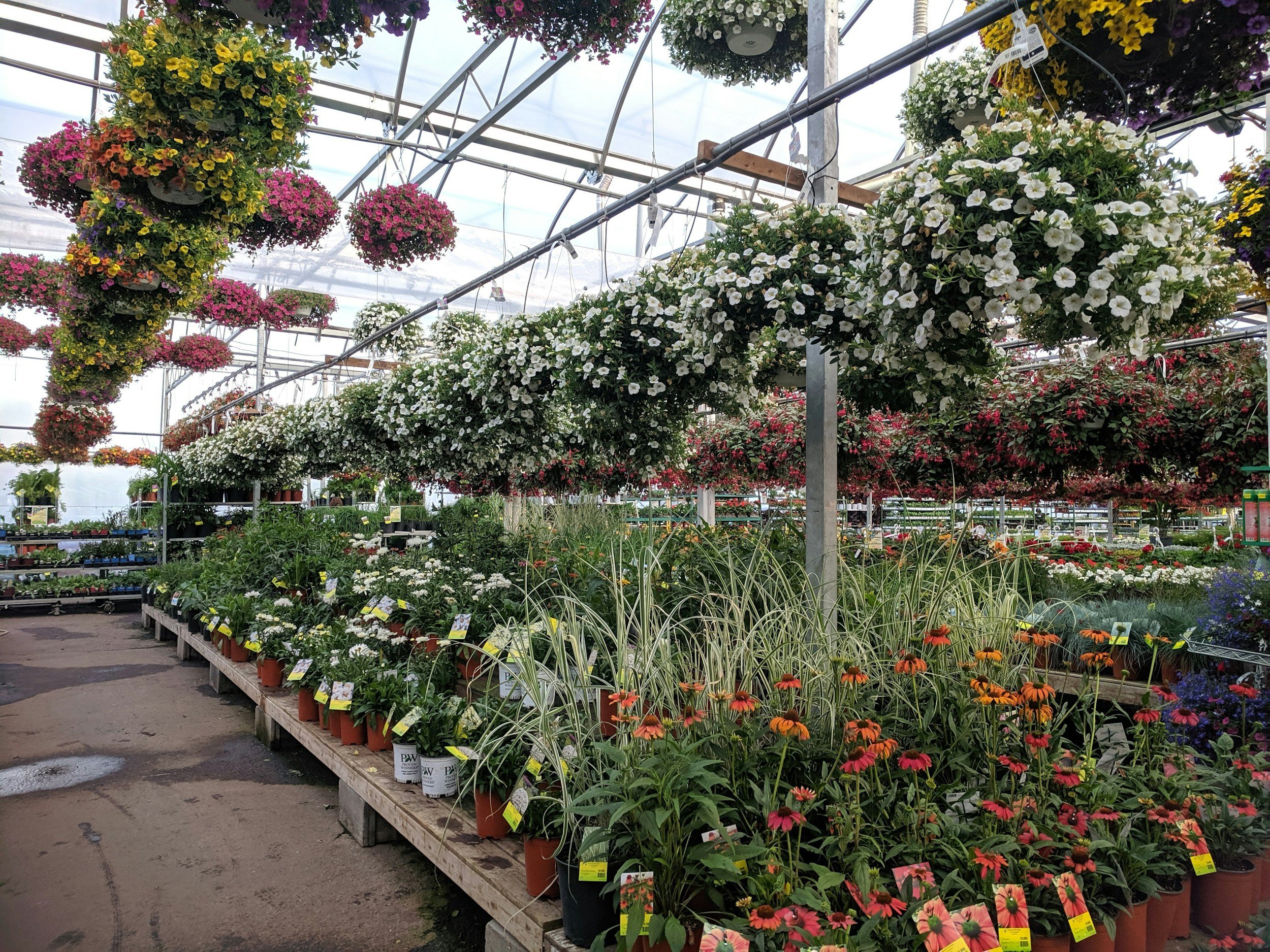 Top Nurseries in Greenwich & Stamford for Quality Plants