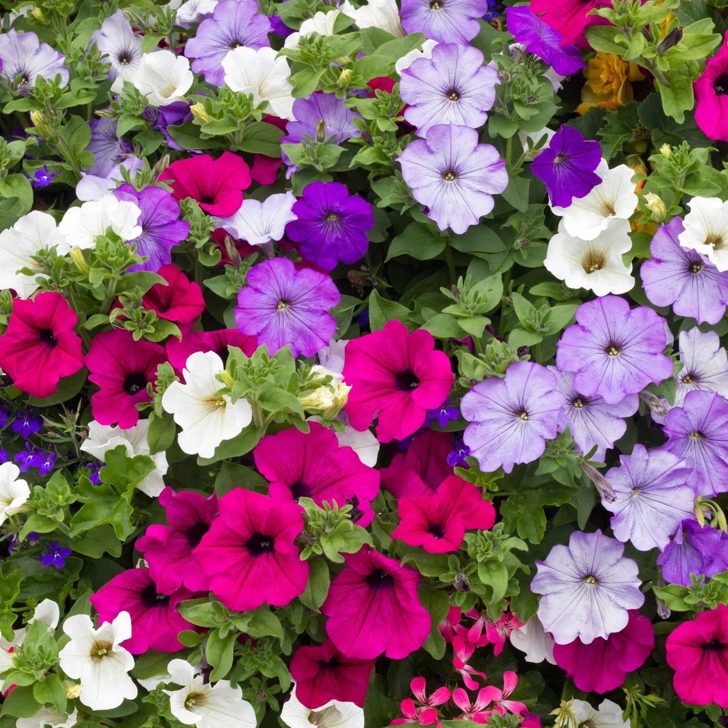 petunia-dwarf-mix-shk-1.jpg