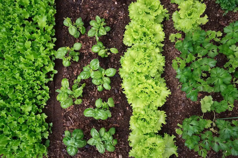 Leafy-Vegetable-Garden.jpg