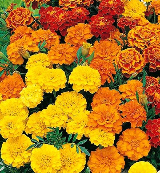 baseimage_marigold.jpg
