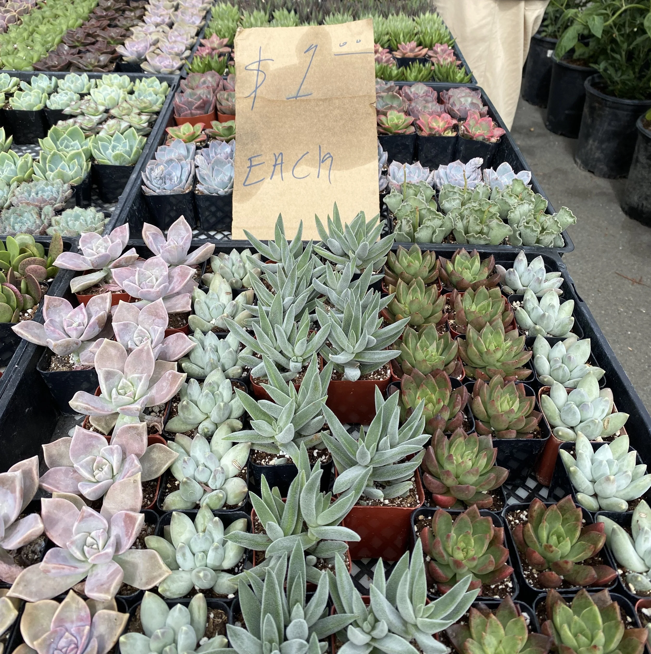 More Flea Markets — Valley Oak Paper - Handmade greeting cards & gifts