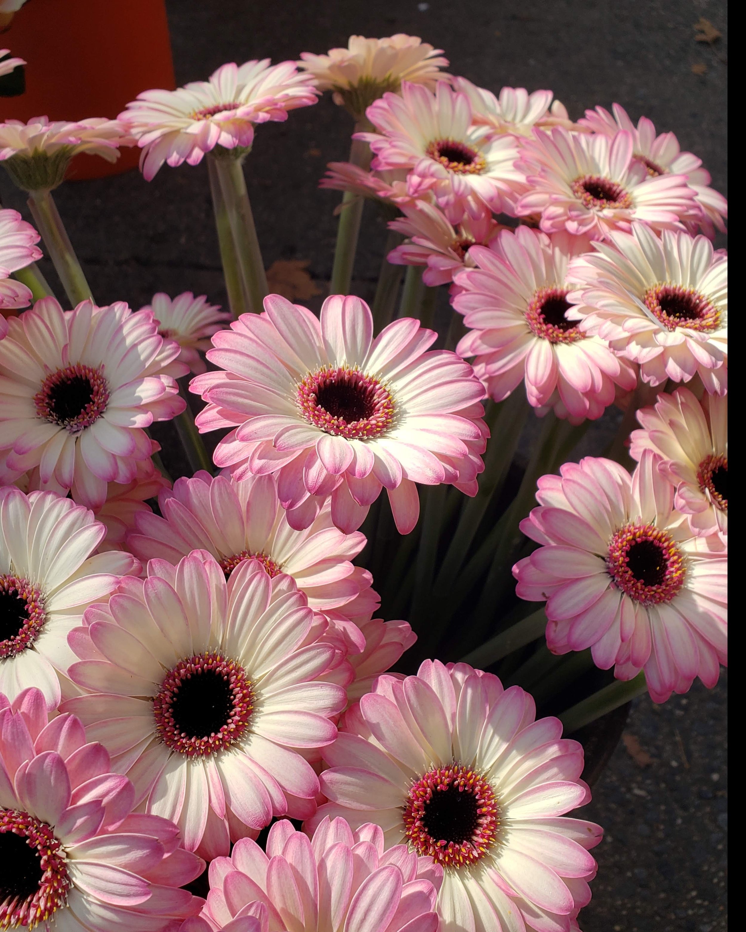 Brooklyn_Flower_Delivery_Mini_Gerbers.jpg