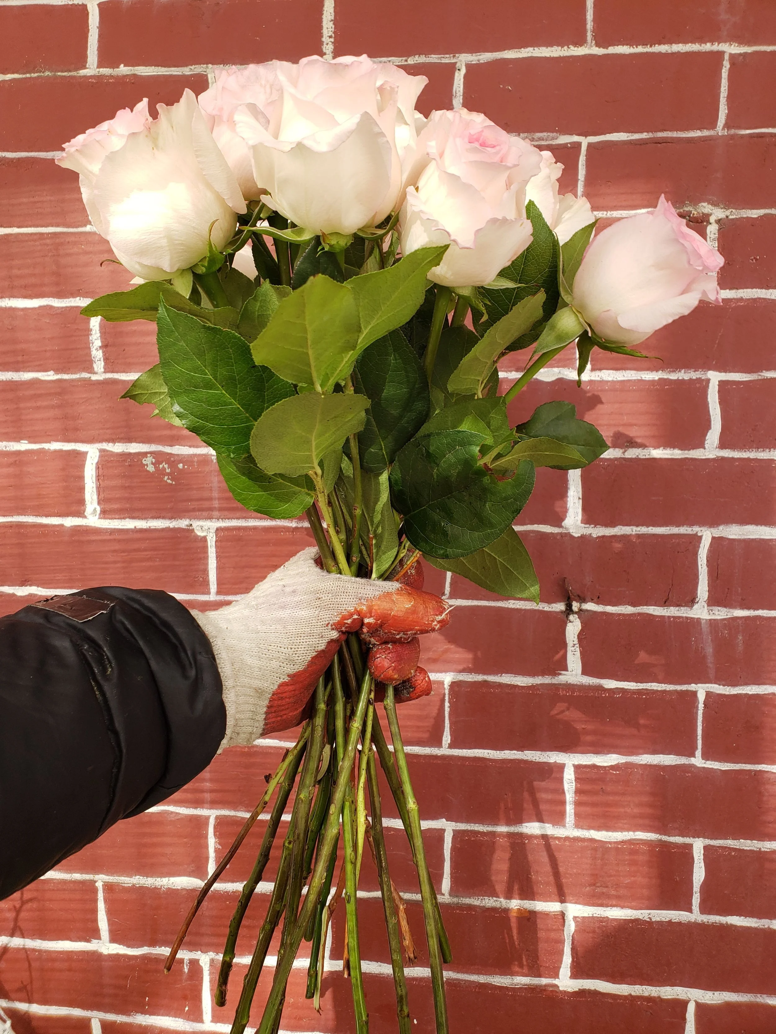 Pink Roses