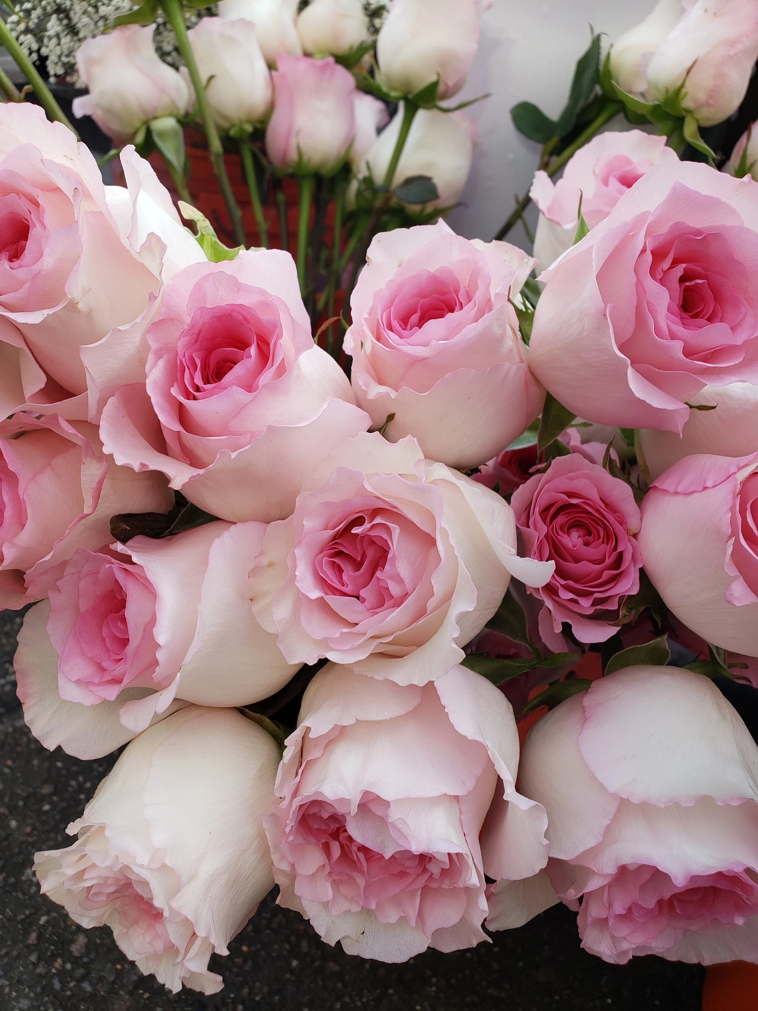 Pink Roses