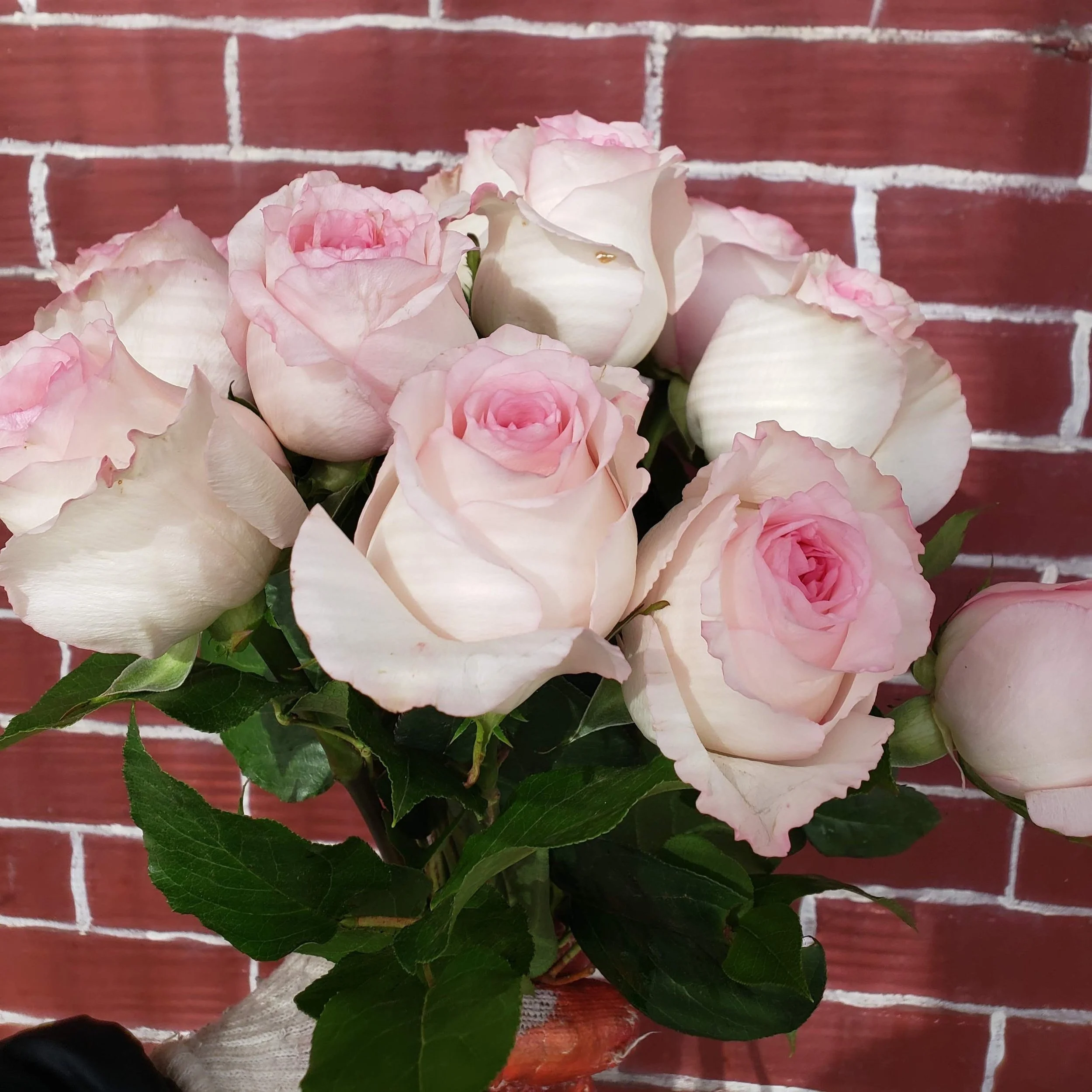 Pink Roses