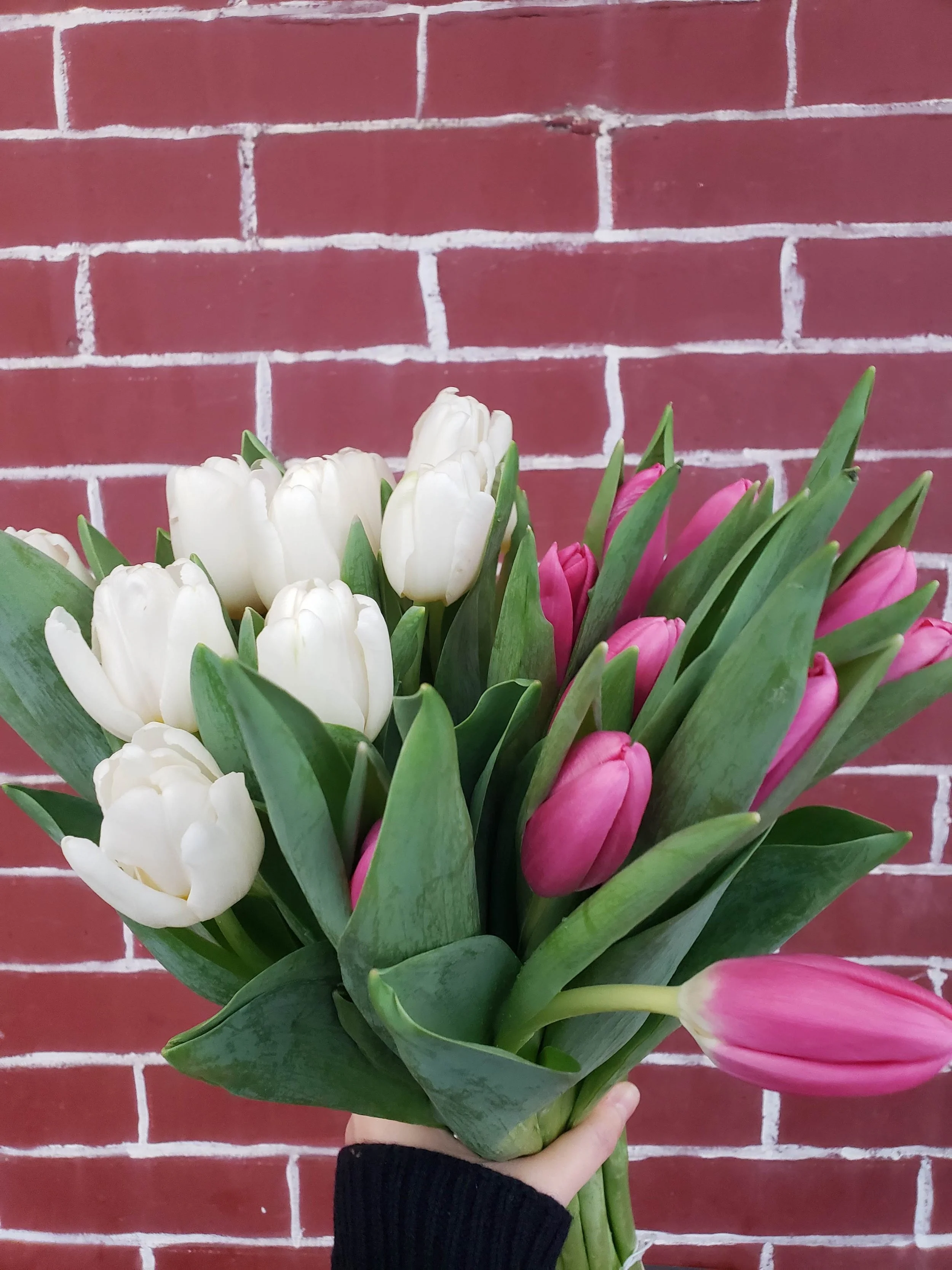 How to care for your tulips
