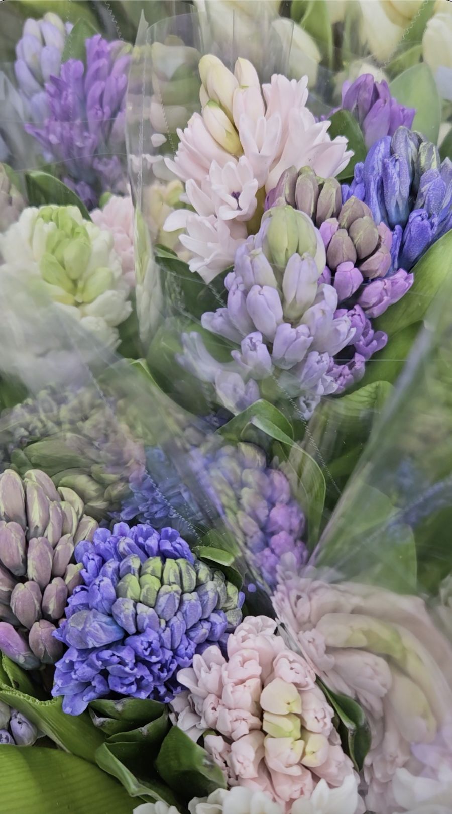 Hyacinth