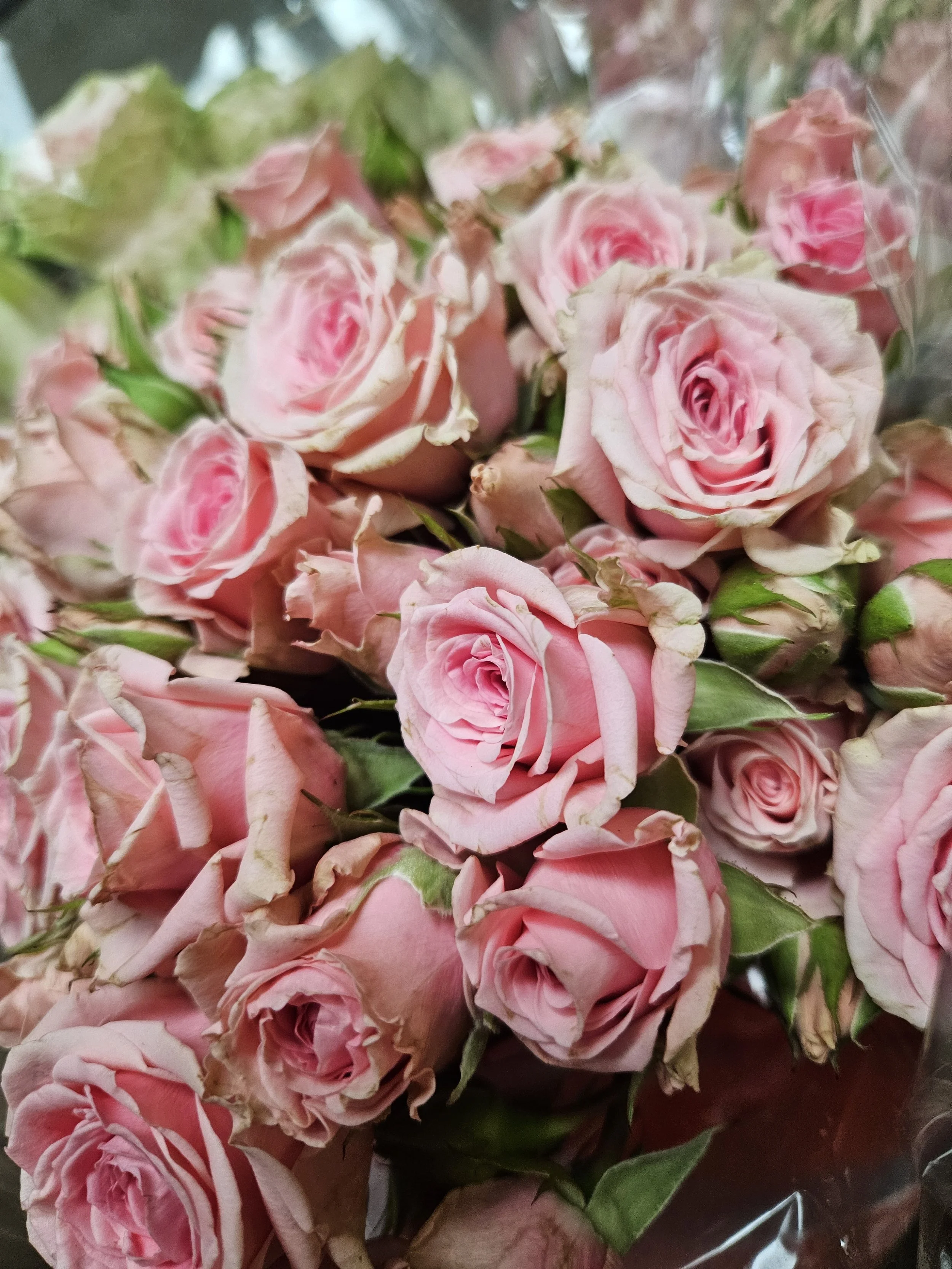 light pink mini roses.jpg