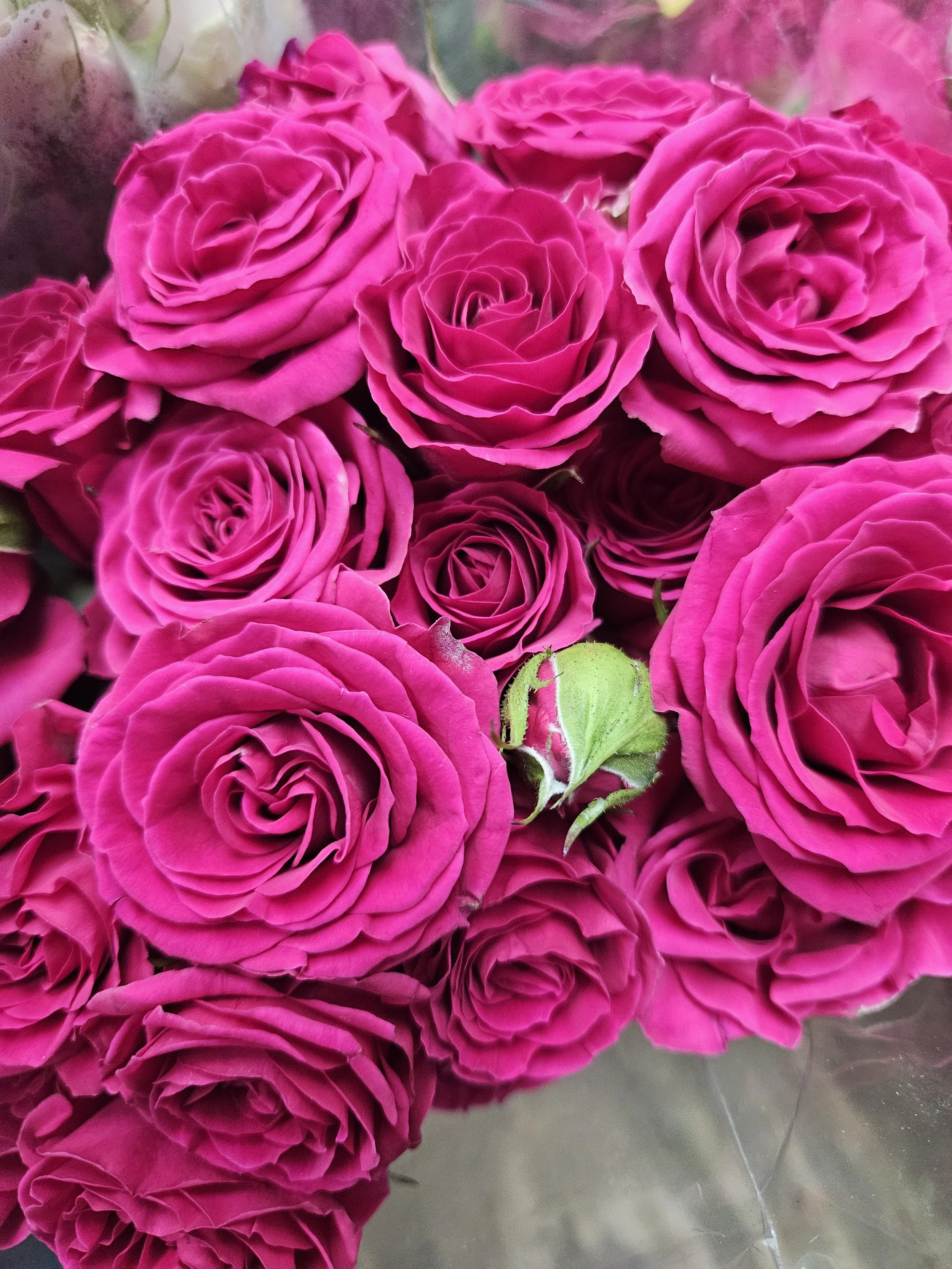 mini roses pink.jpg