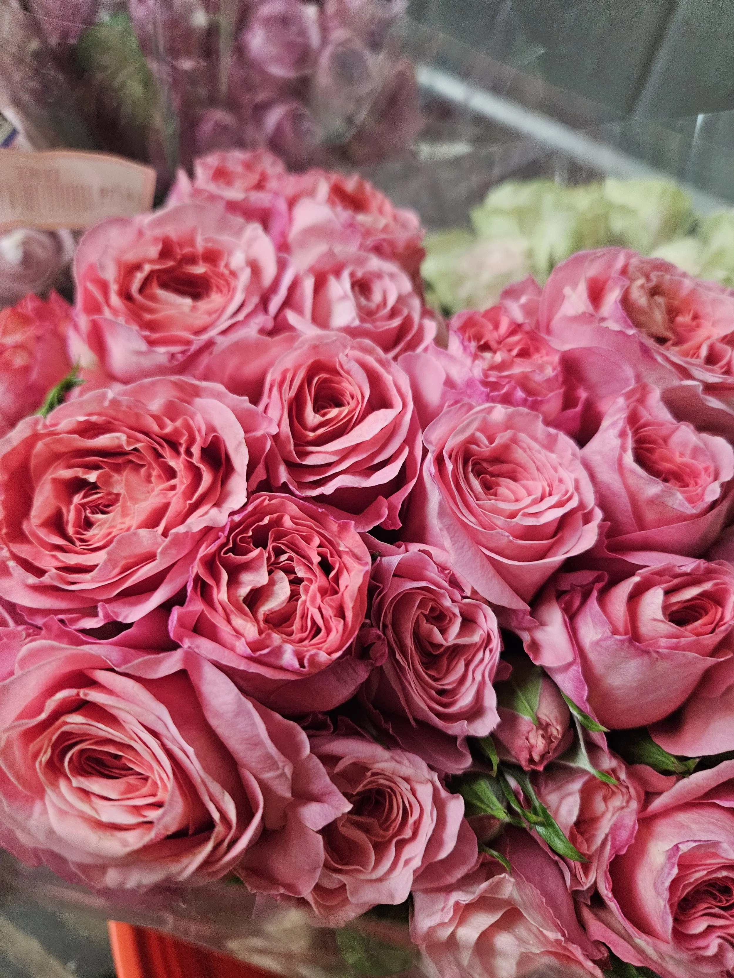 pink mini roses.jpg