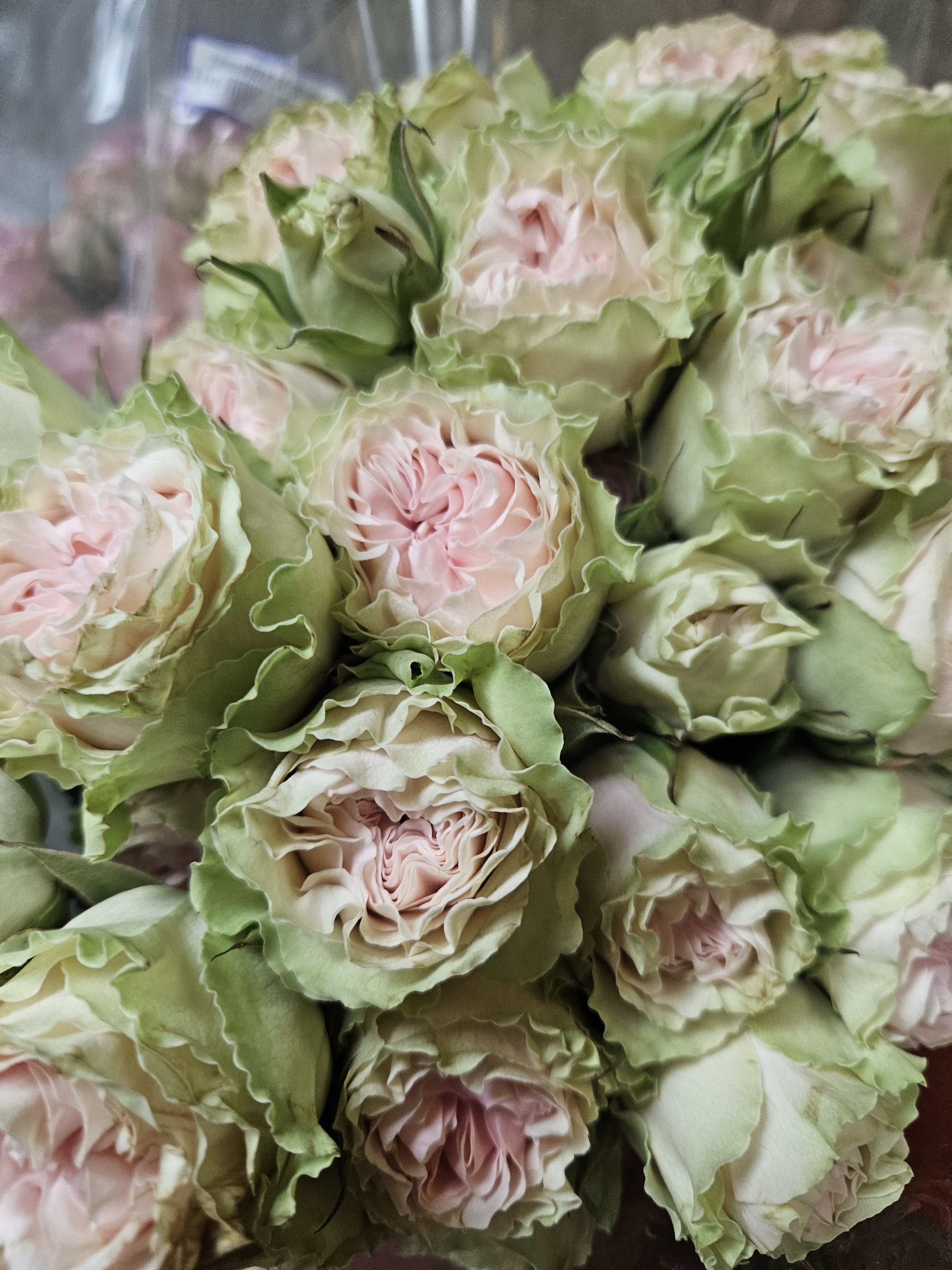 pink green mini roses.jpg