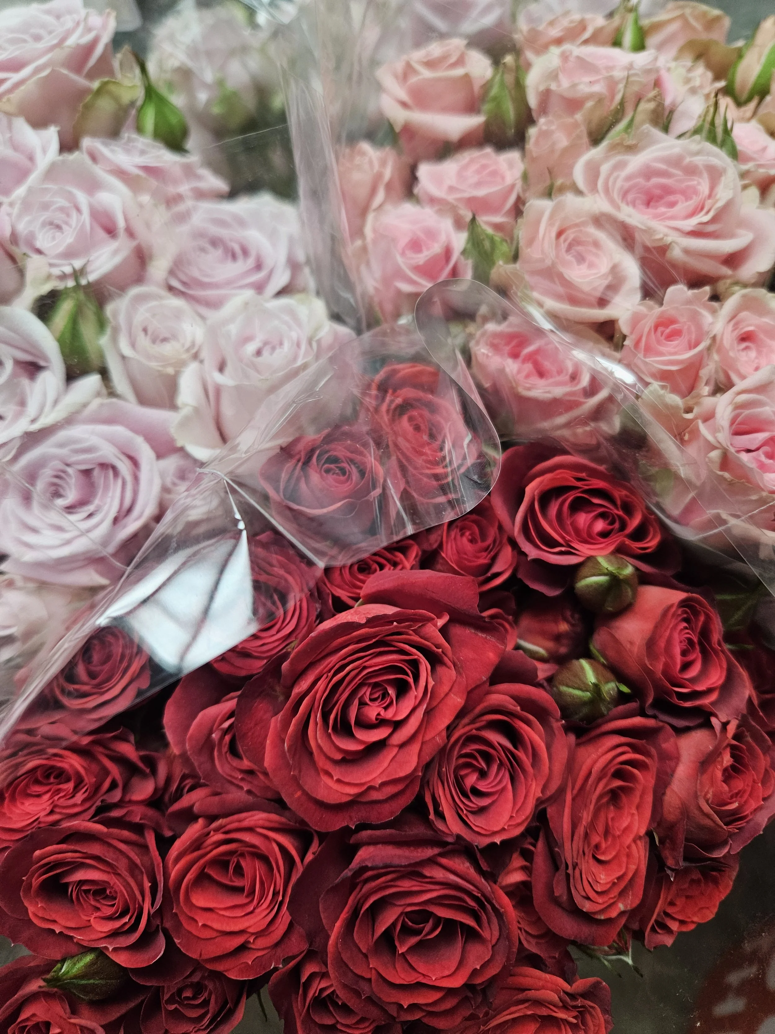 mini roses red pink.jpg