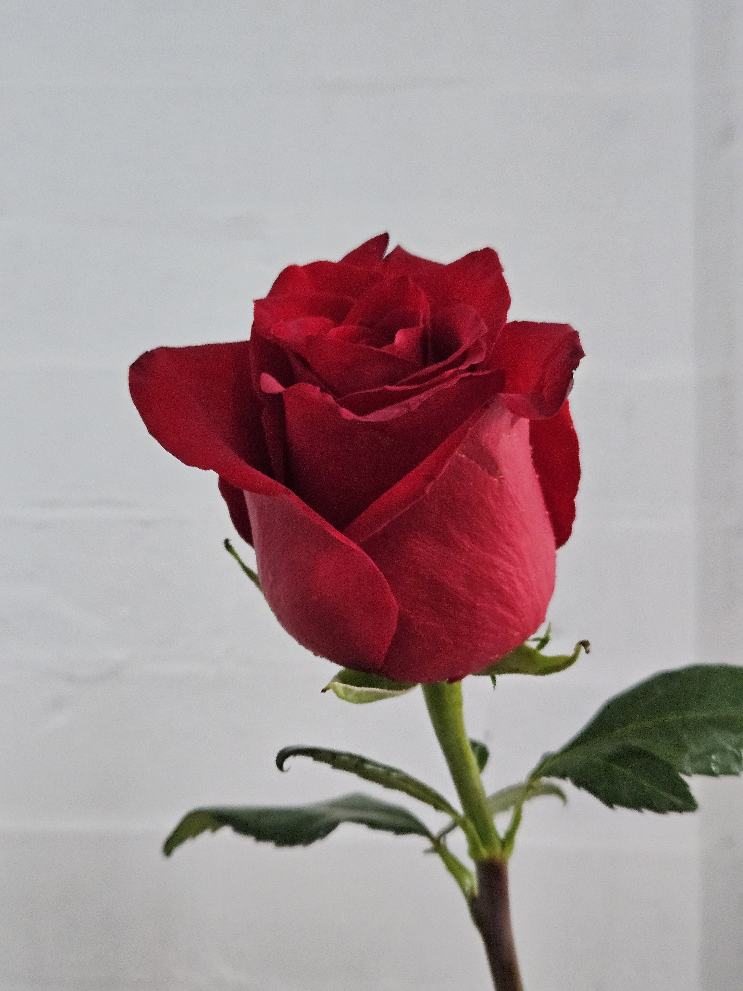 brooklyn red rose.jpg