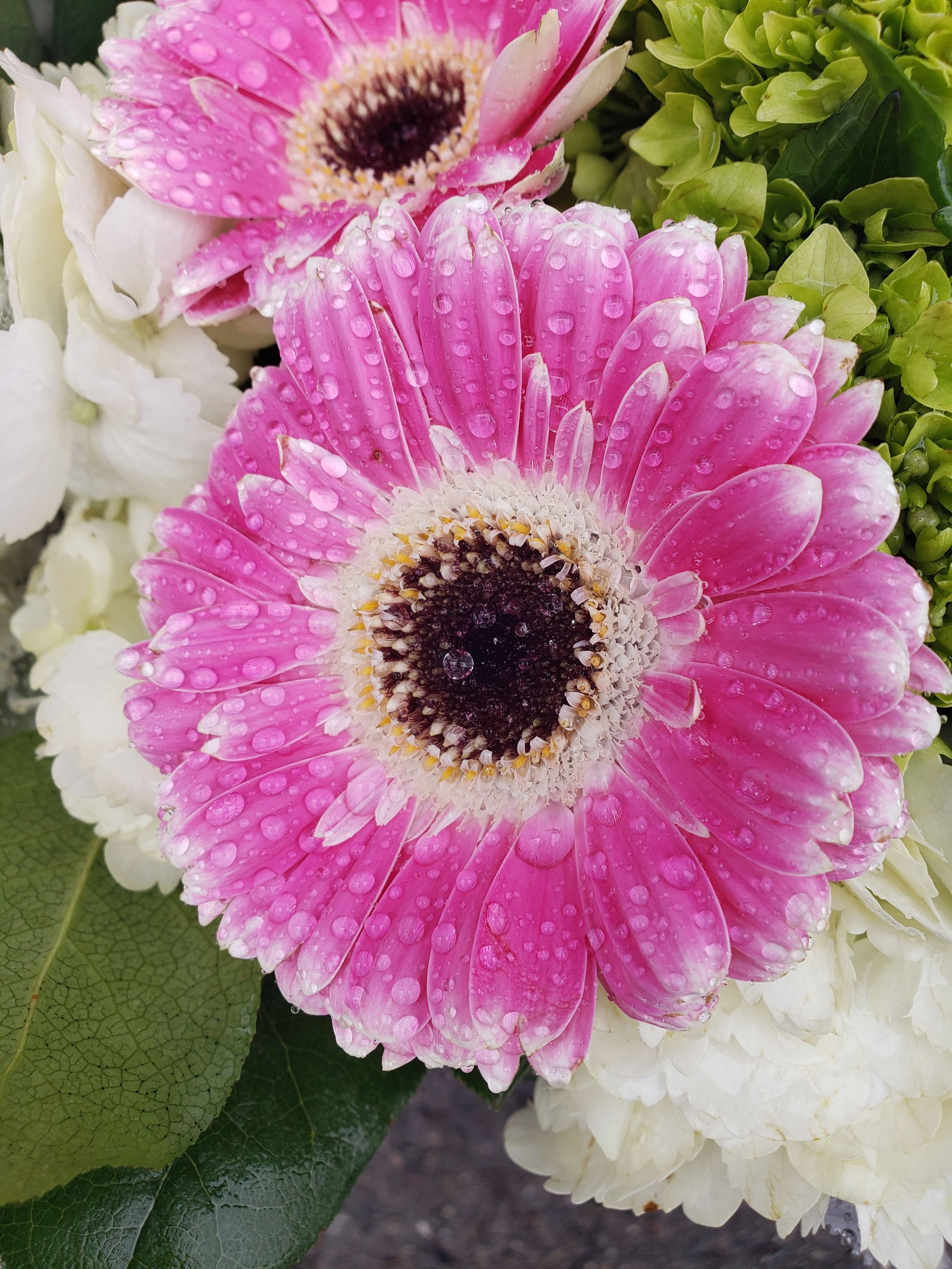 Mini_Pink_Gerber_deliveries_brooklyn.jpg