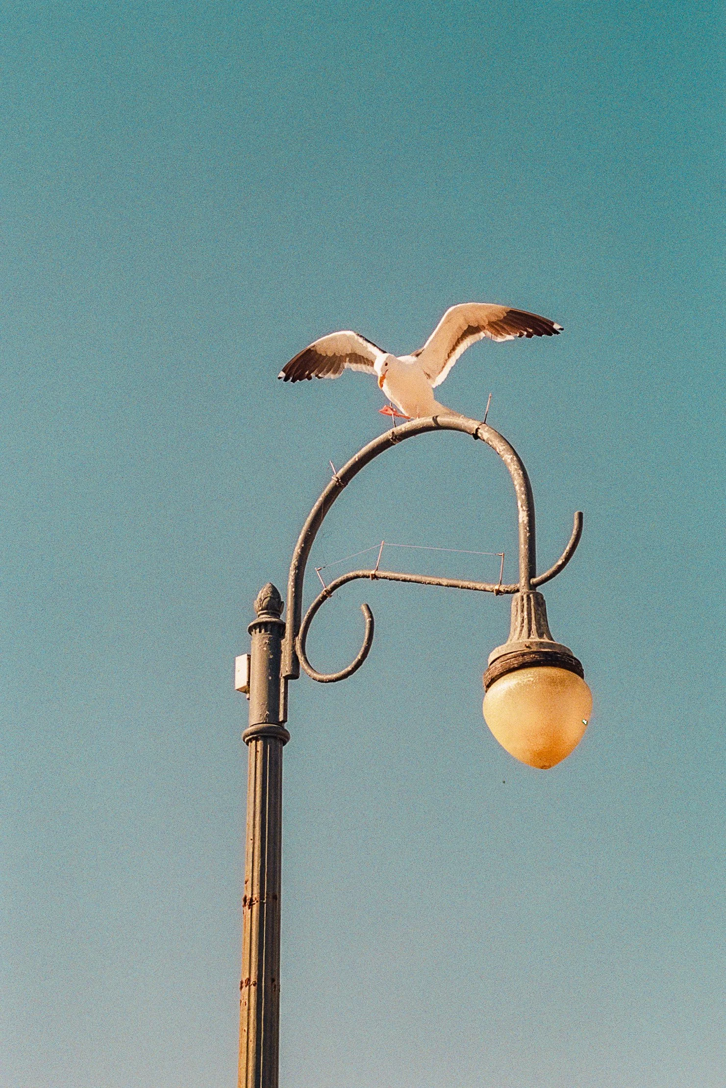 5.15.24 - Fuji 400 Santa Monica (17 of 39).jpeg