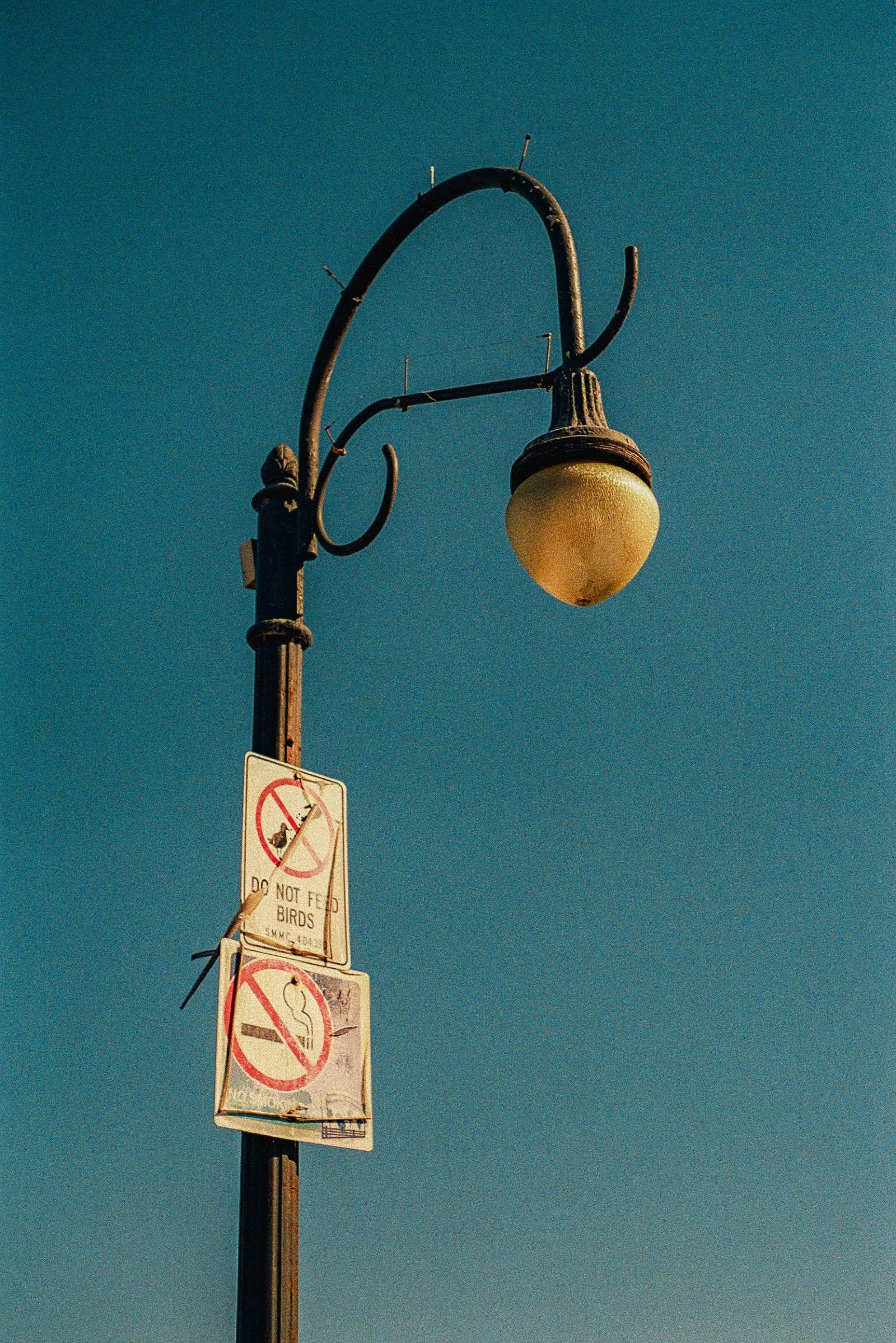 5.15.24 - Fuji 400 Santa Monica (35 of 39).jpeg