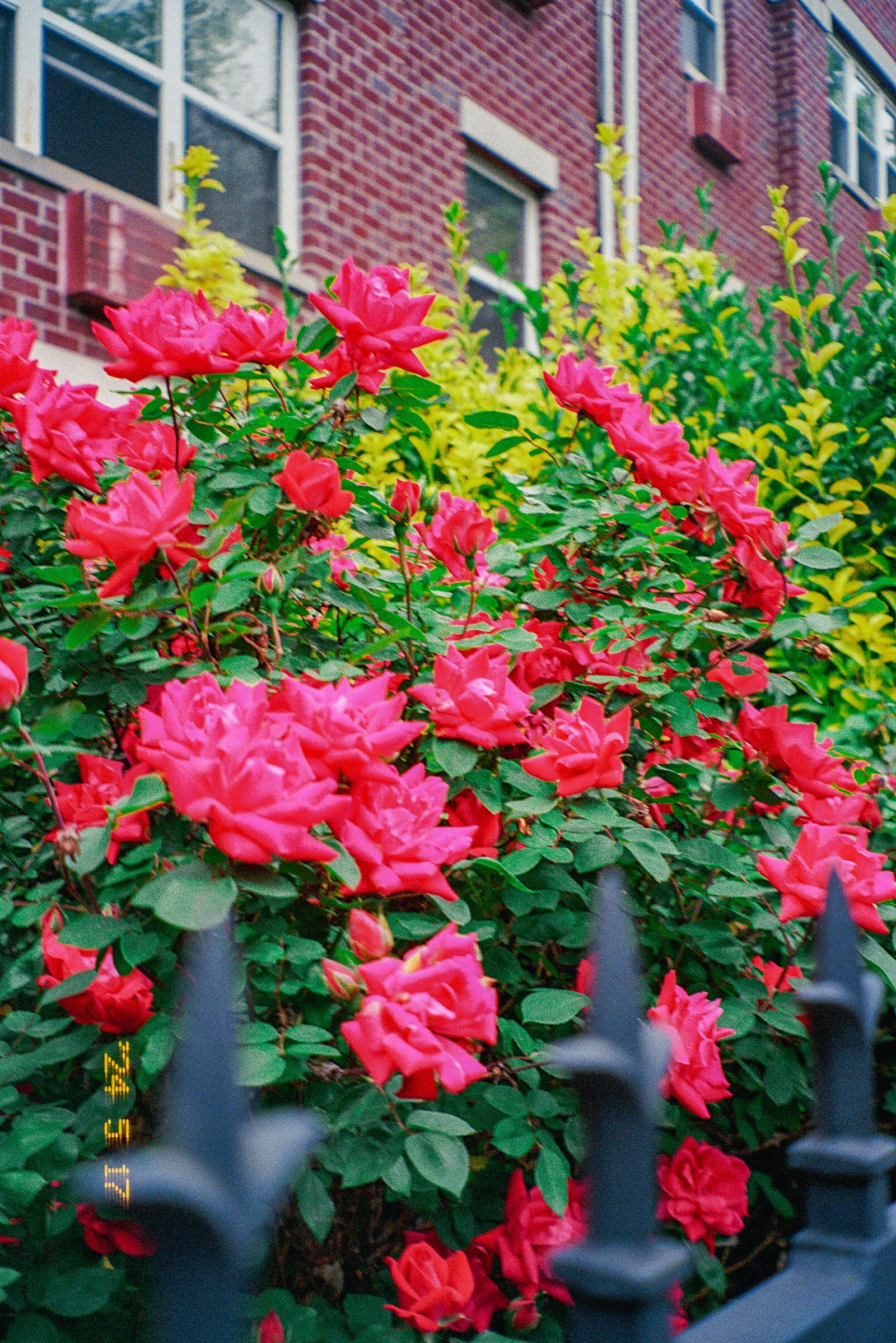 5.21.24 - Kodak Ultramax Pentax Espio 115G Test (4 of 34).jpeg