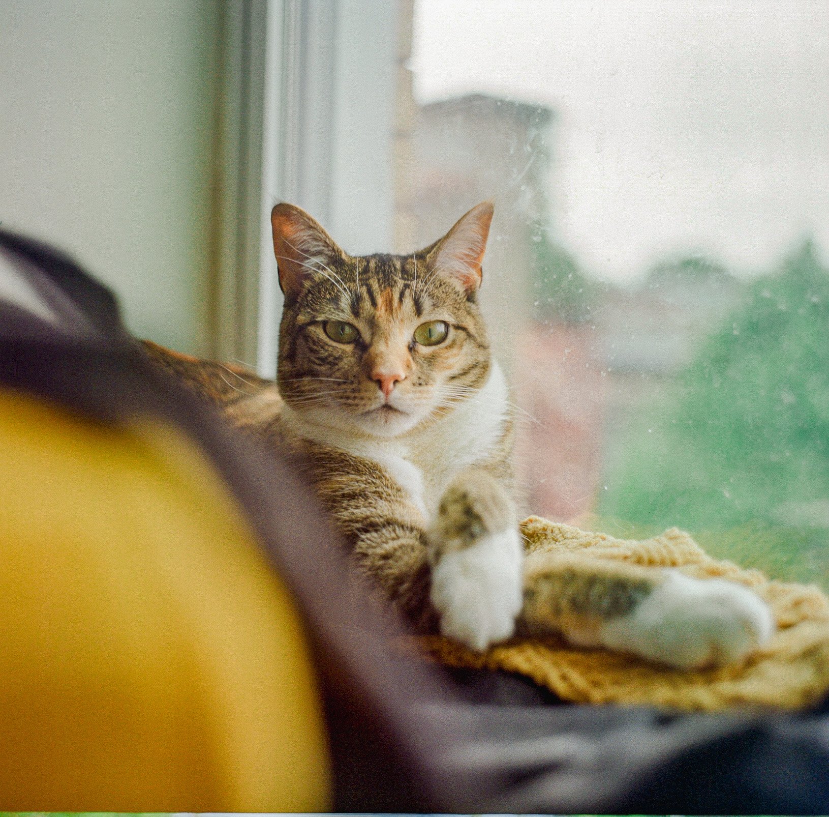 6.11.24 - Lomo 100 Mamiya C330 (3 of 13).jpeg